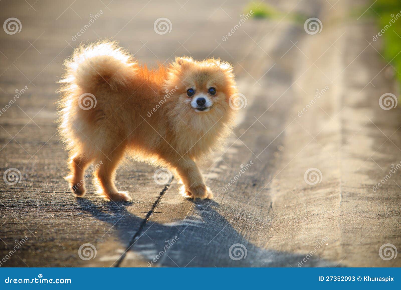 Pomeranian Dog Running On The Village Street Stock Photos - Image ... Pomeranian Dog Running On The Village Street Stock Photos - Image ...