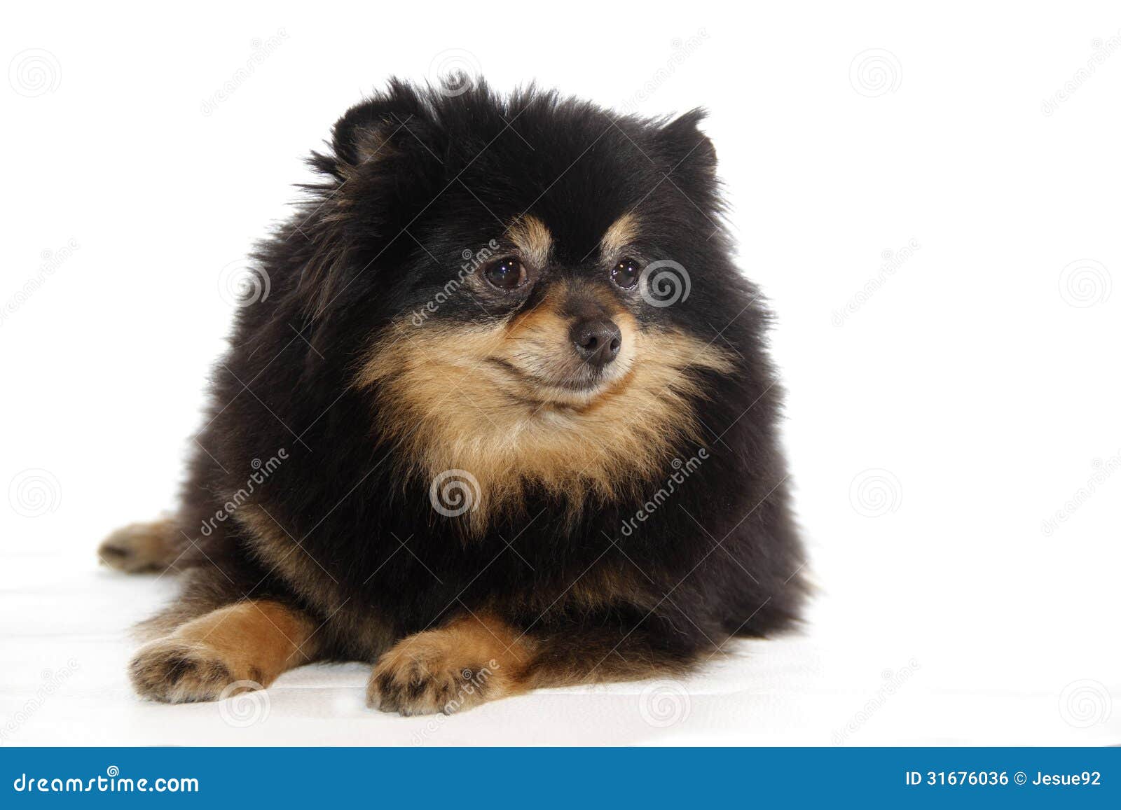 lulu pomeranian pomeranian lulu royalty free stock image image 31676036 lulu pomeranian pomeranian lulu royalty free stock image image 31676036
