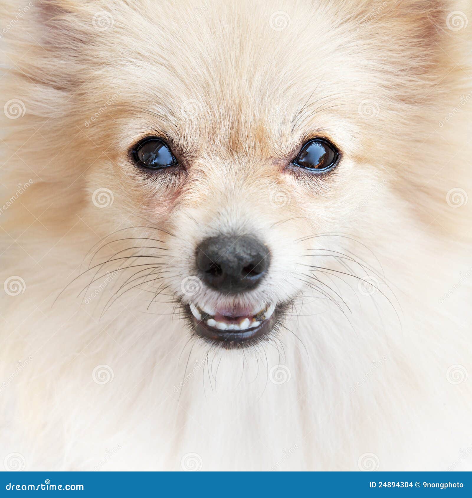 teacup pomeranian for sale mn pomeranian husky mix puppies for sale in mn pomeranian husky mix breeds picture teacup pomeranian for sale mn pomeranian husky mix puppies for sale in mn pomeranian husky mix breeds picture