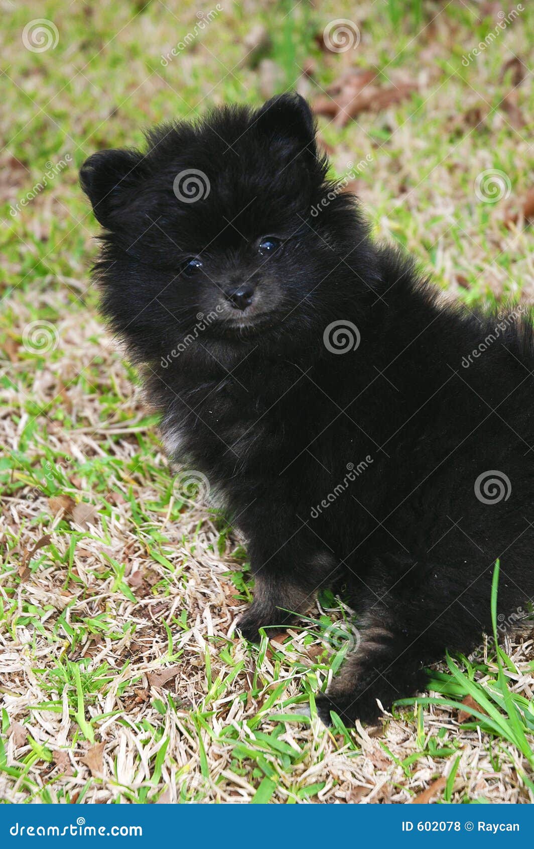 4 month pomeranian pictures pomeranian puppy 3 royalty free stock photos image 602078 4 month pomeranian pictures pomeranian puppy 3 royalty free stock photos image 602078