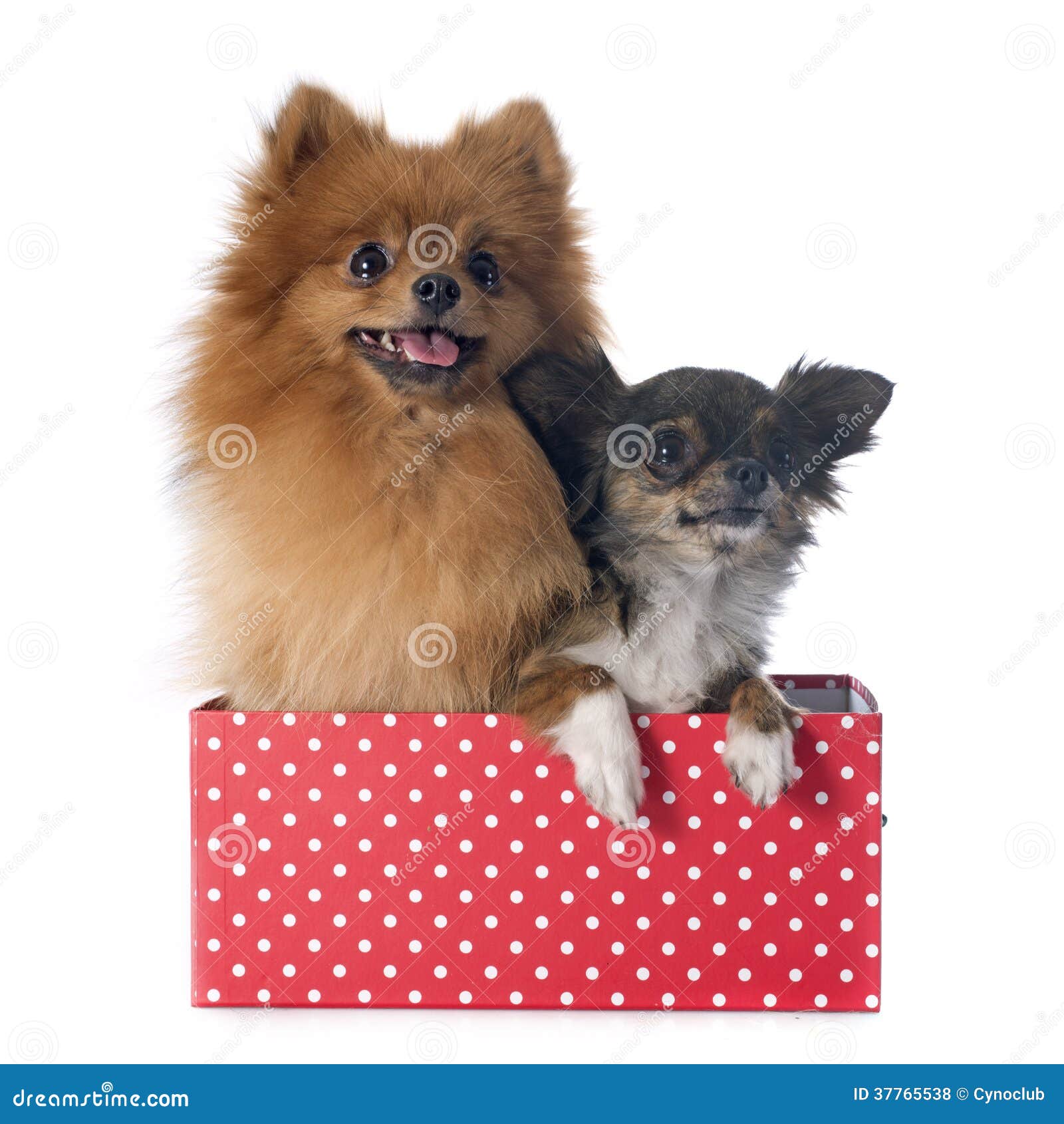 spitz and pomeranian pomeranian spitz and chihuahua royalty free stock photos image 37765538 spitz and pomeranian pomeranian spitz and chihuahua royalty free stock photos image 37765538