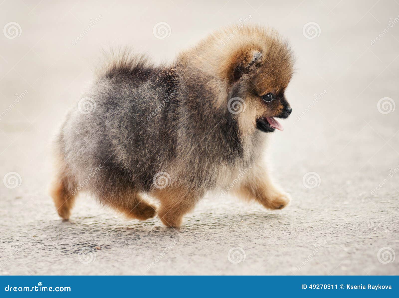 pomeranian walking pomeranian spitz puppy walking stock photo image 49270311 pomeranian walking pomeranian spitz puppy walking stock photo image 49270311