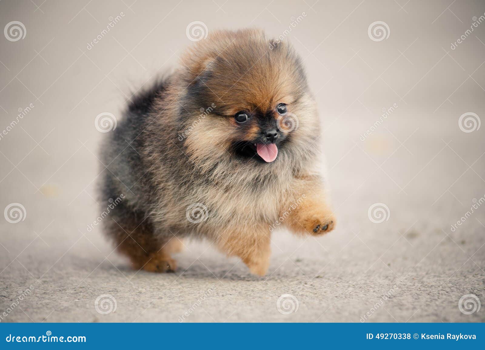 pomeranian walking pomeranian spitz puppy walking stock photo image 49270338 pomeranian walking pomeranian spitz puppy walking stock photo image 49270338