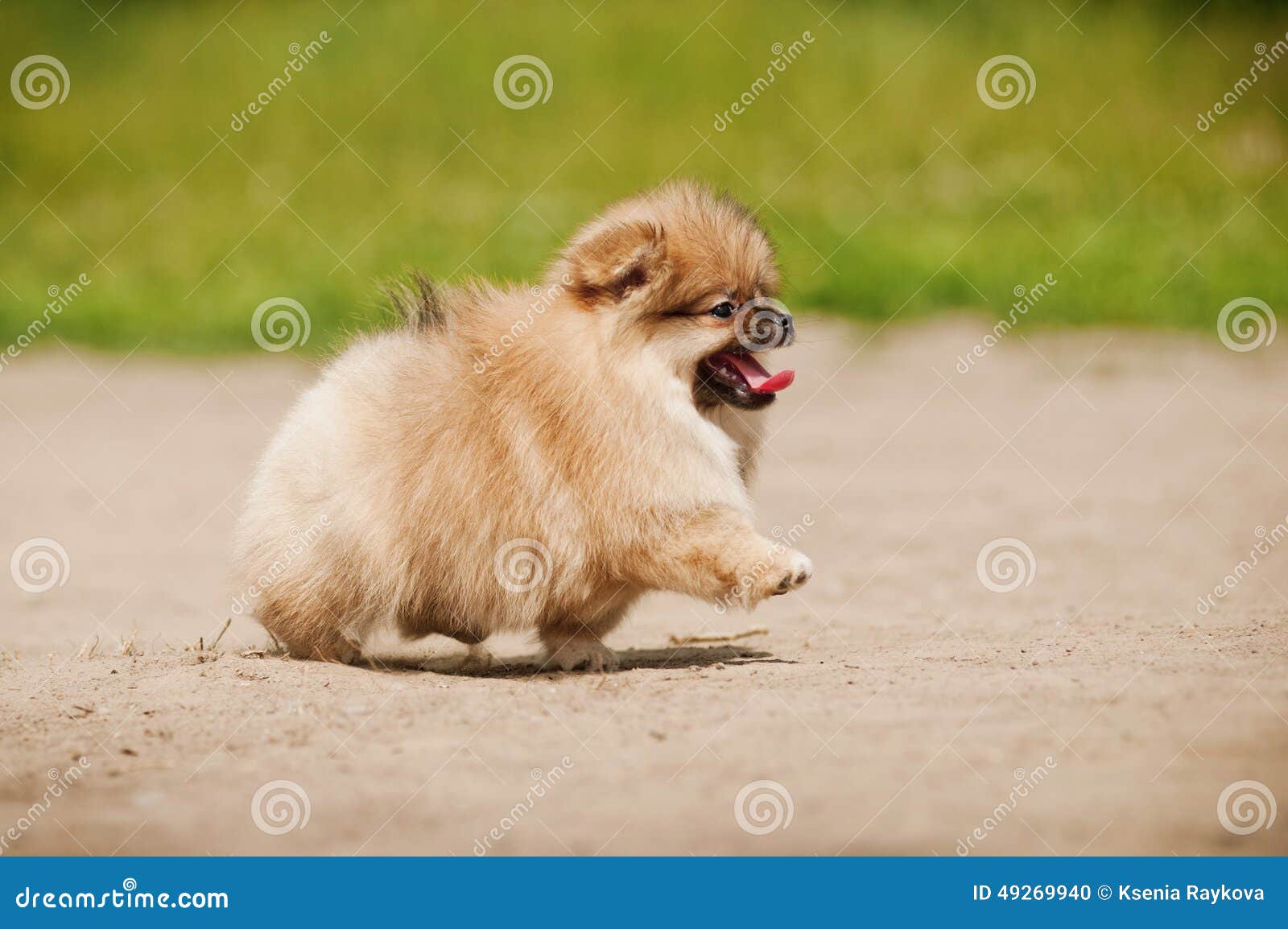 pomeranian walking pomeranian spitz puppy walking stock photo image 49269940 pomeranian walking pomeranian spitz puppy walking stock photo image 49269940