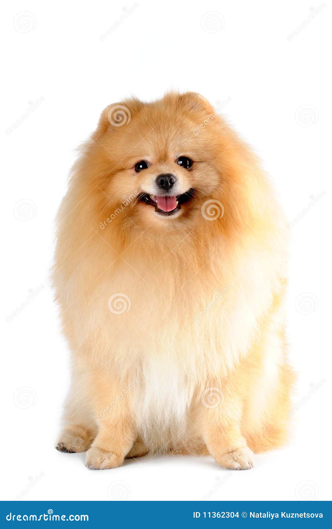 pomeranian sitting pomeranian spitz sitting isolated on white stock images image 11362304 pomeranian sitting pomeranian spitz sitting isolated on white stock images image 11362304