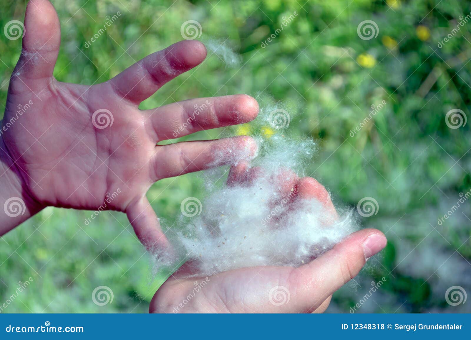 http://thumbs.dreamstime.com/z/poplar-fluff-12348318.jpg