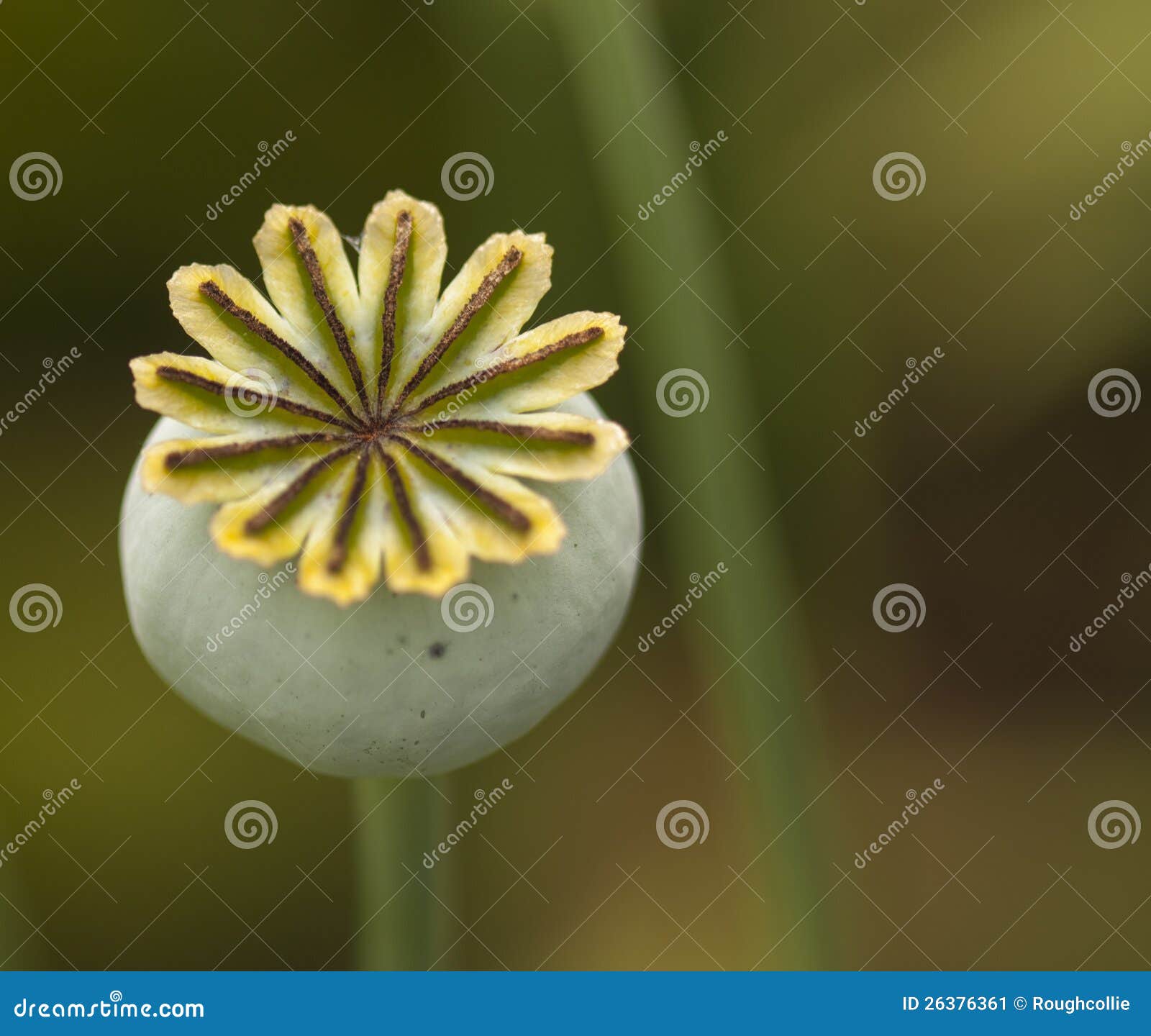 Close-up macro image of a poppy seed head, papaver rhoeas.