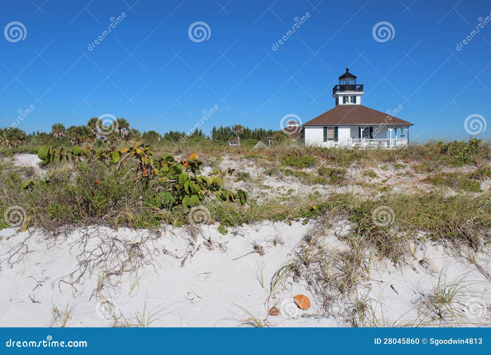 Sea Oats Gasparilla Island Florida Sea Oats Gasparilla Island Florida