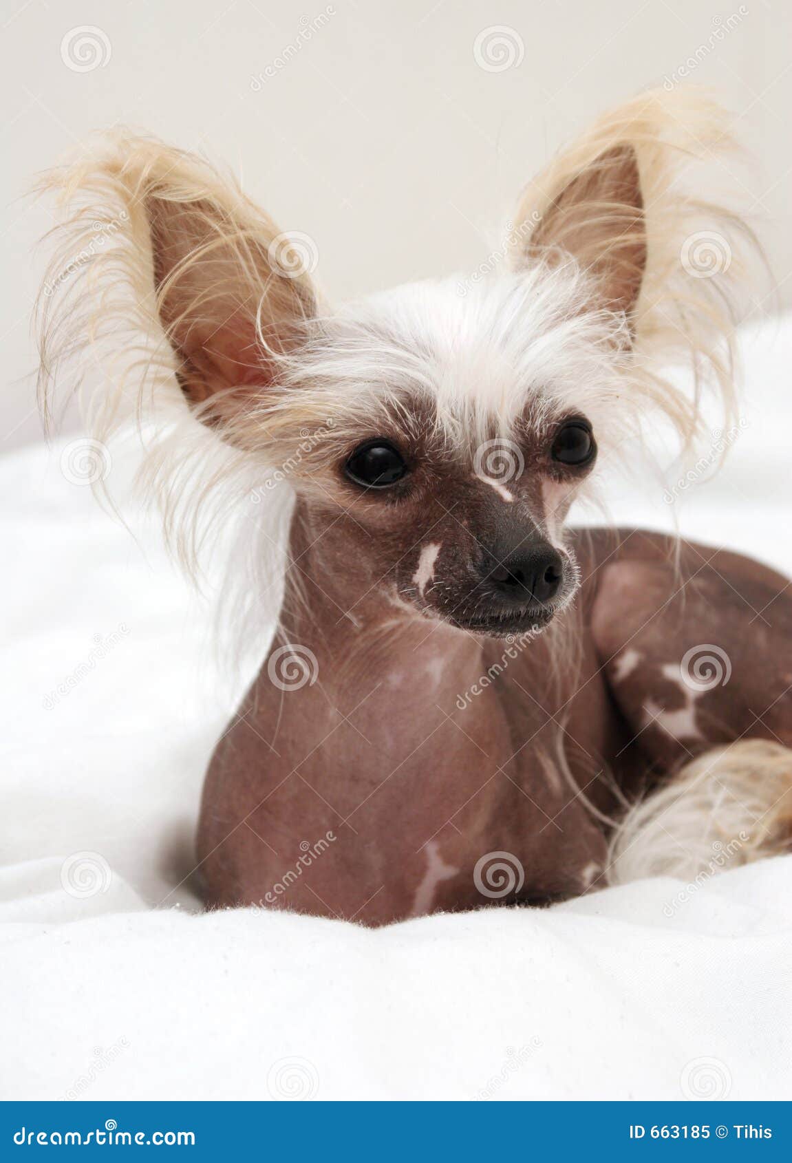 naked dog images - usseek.com