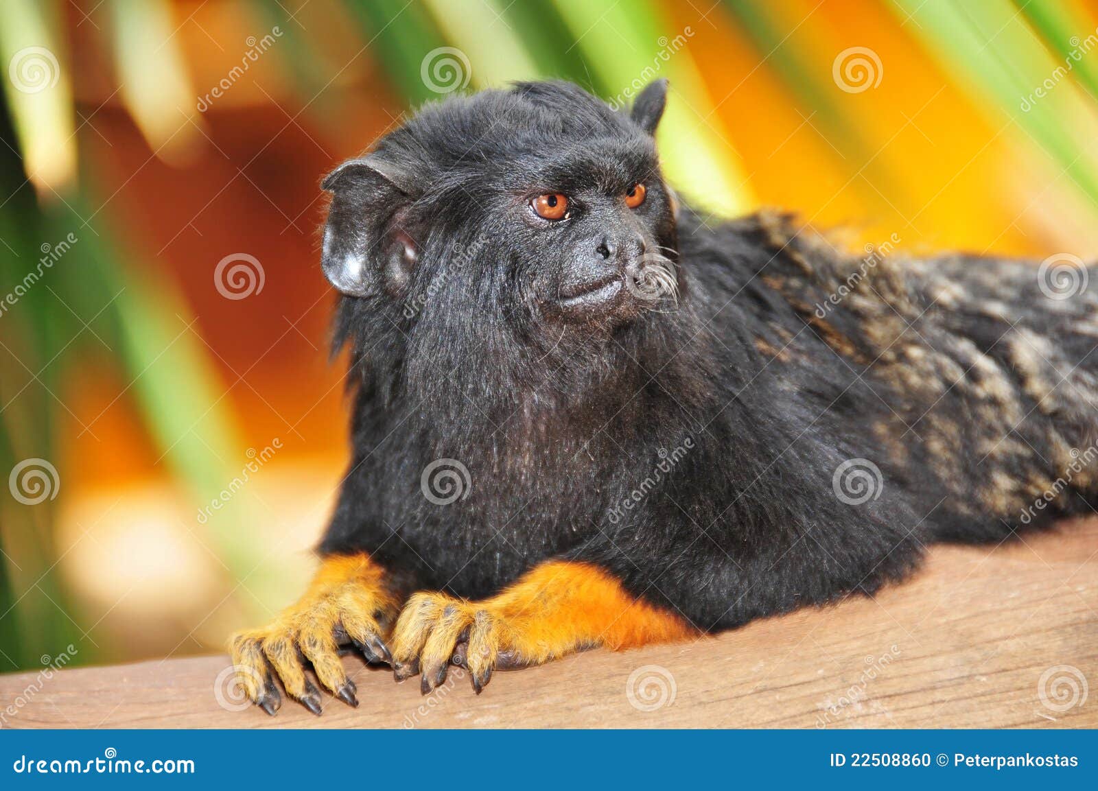 Red-handed Tamarin pics, Pictures of Red-handed Tamarin , Hq photos, Picture of Red-handed Tamarin