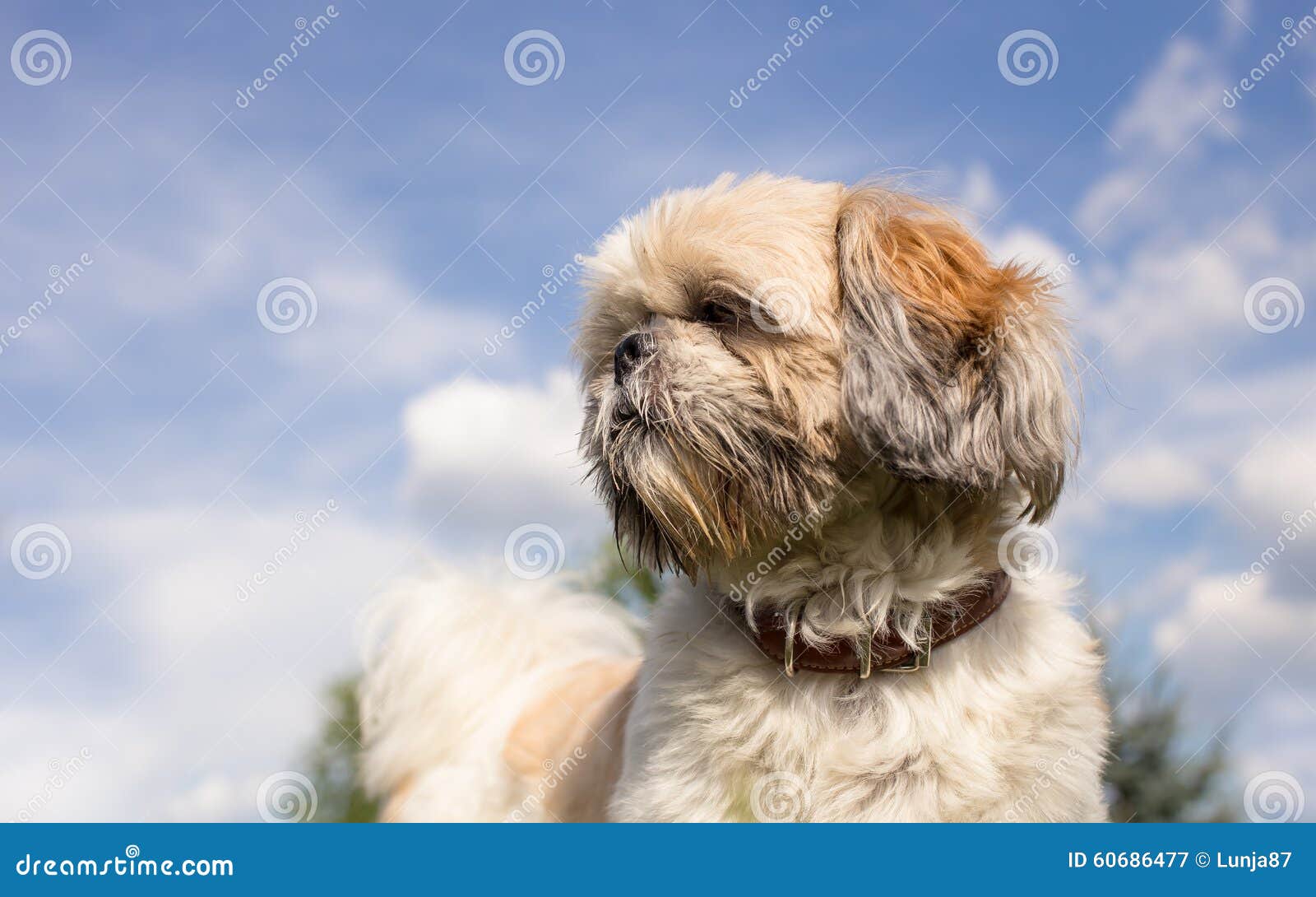 shih tzu portrait portrait of shih tzu stock photo image 60686477 shih tzu portrait portrait of shih tzu stock photo image 60686477