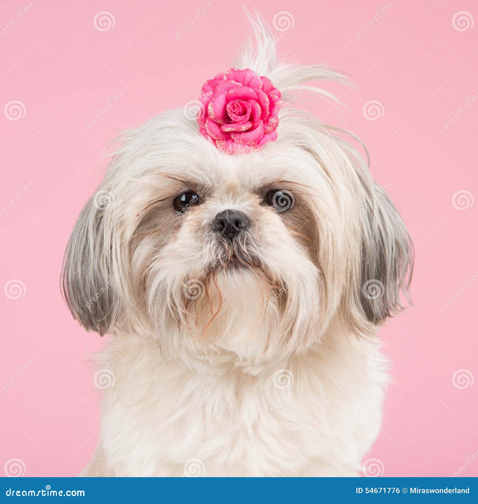 shih tzu portrait portrait of a shih tzu stock photo image 54671776 shih tzu portrait portrait of a shih tzu stock photo image 54671776