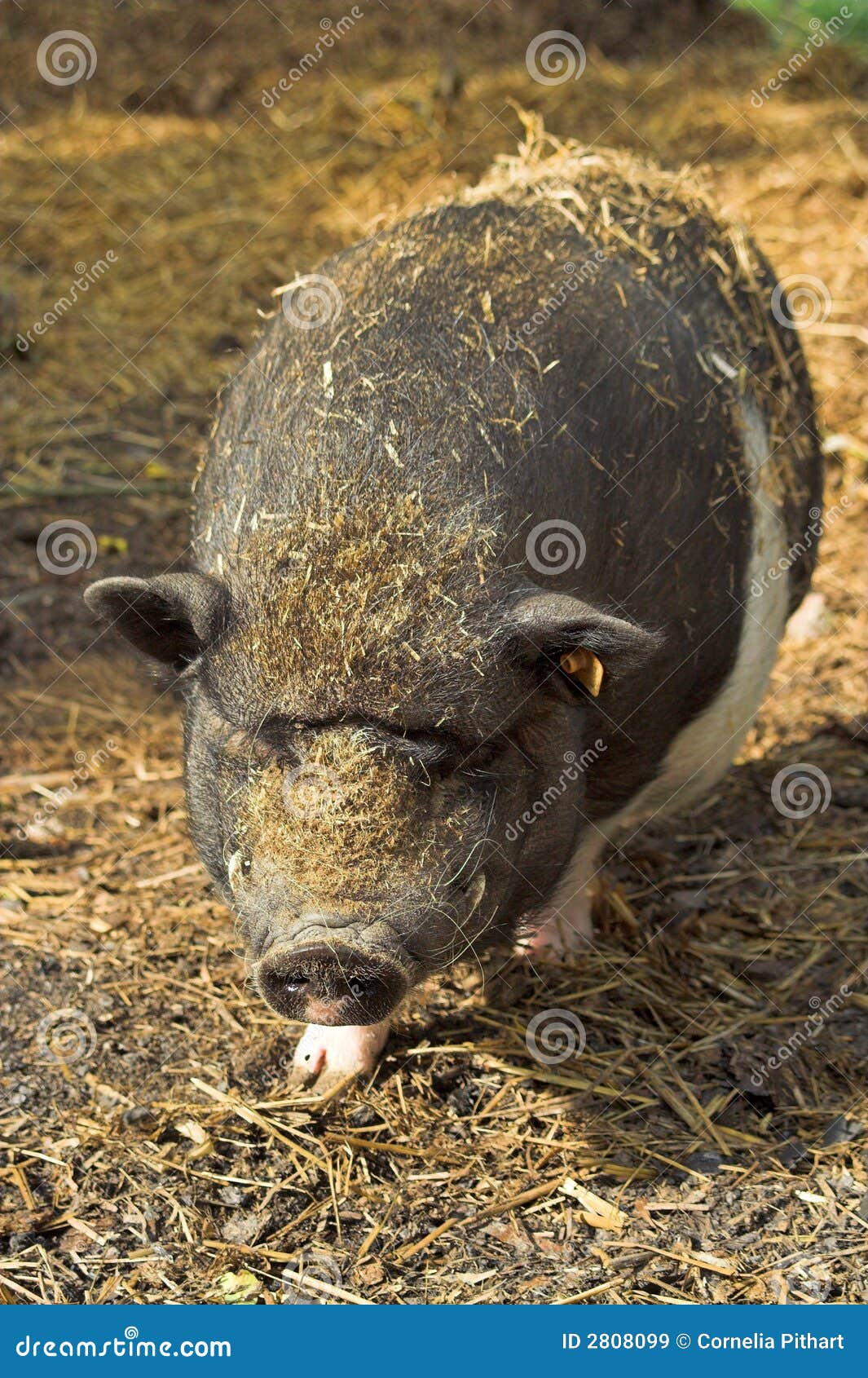 clipart pot bellied pig - photo #31