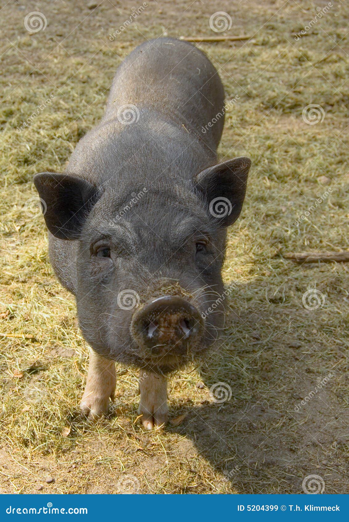 clipart pot bellied pig - photo #46