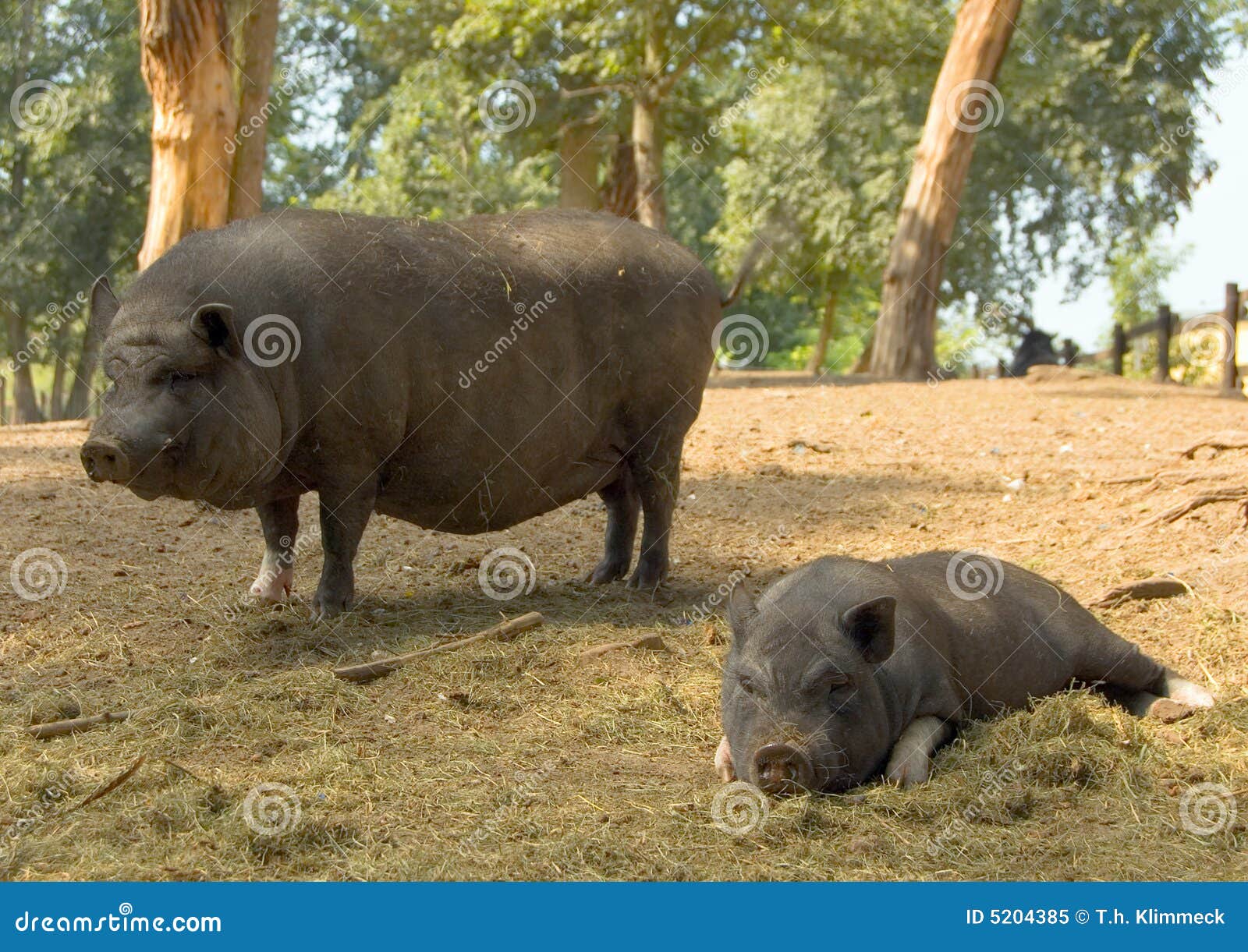 clipart pot bellied pig - photo #33