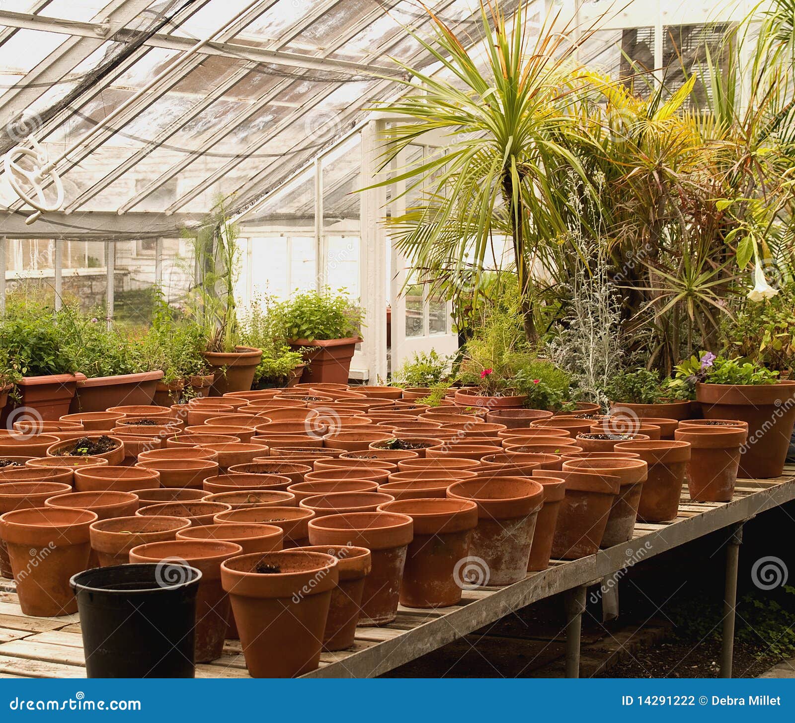 Pots In A Greenhouse Stock Photography Image 14291222 pots-in-a-greenhouse-stock-photography-image-14291222