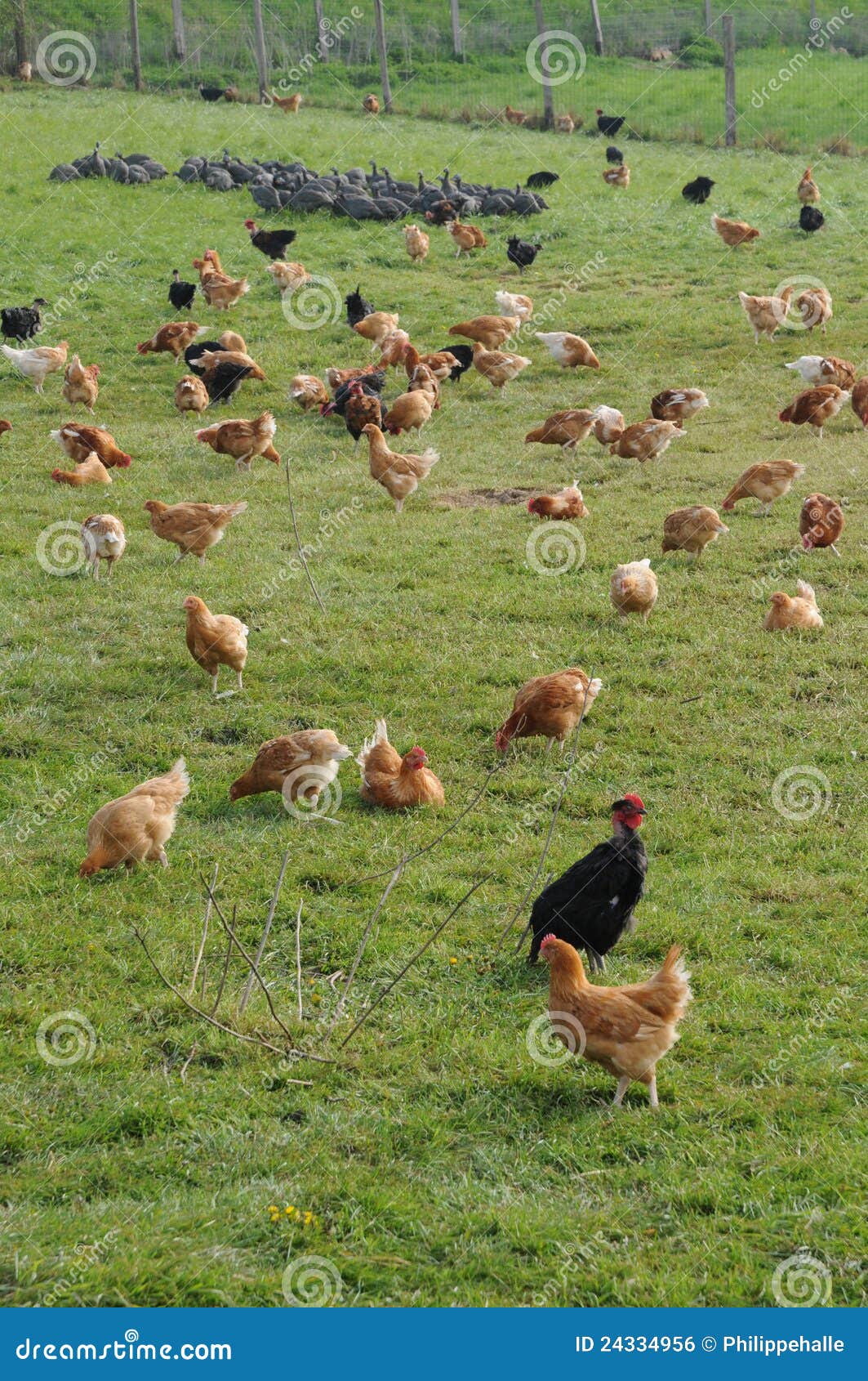 Poultry farming in Brueil en Vexin