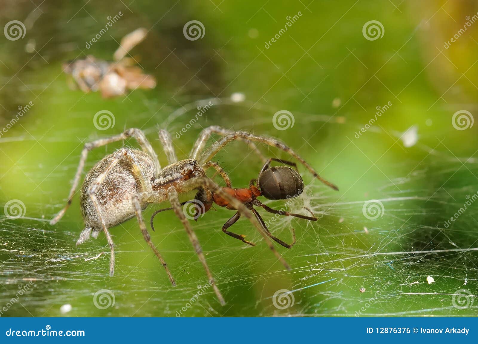 Predators And Prey Royalty Free Stock Image Image 12876376