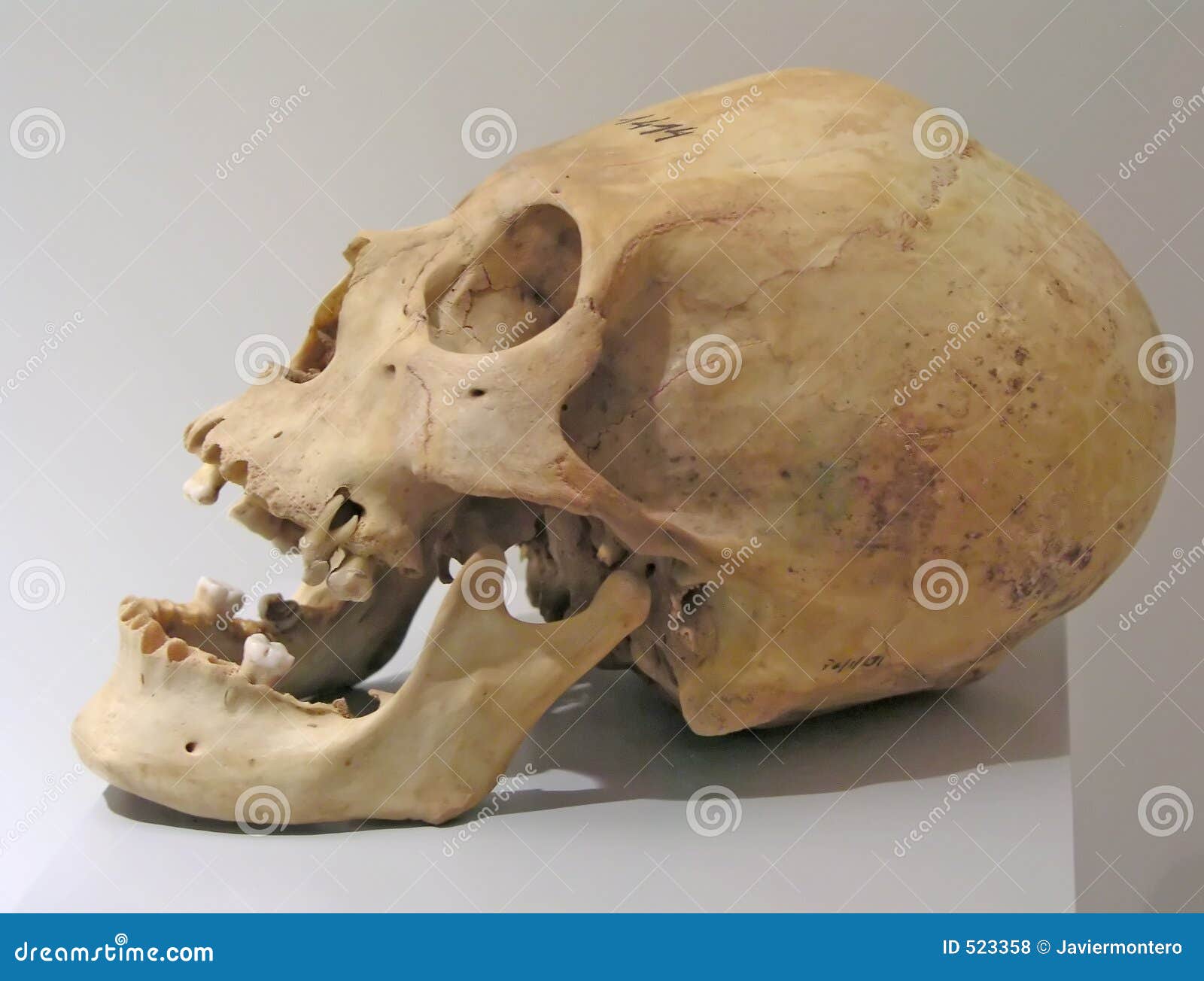 prehistoric-skull-523358.jpg