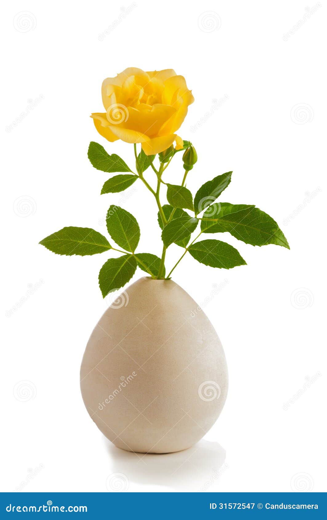 Single White Rose In Vase