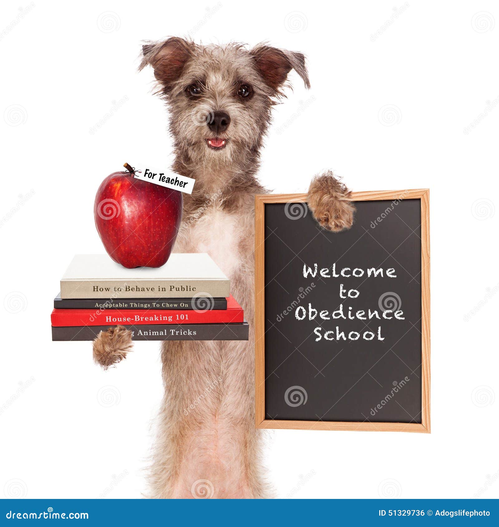 Book Of Training A Dog Book Of Training A Dog