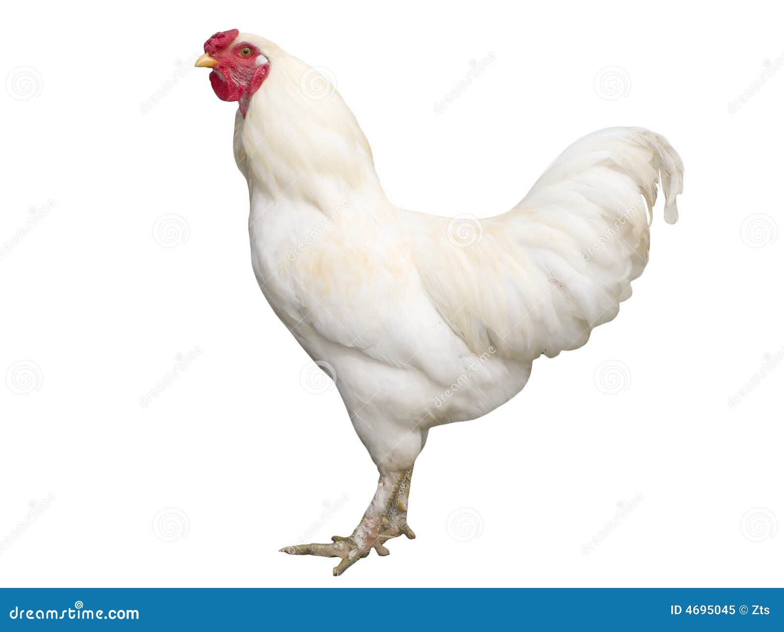 White Cock Picture 118