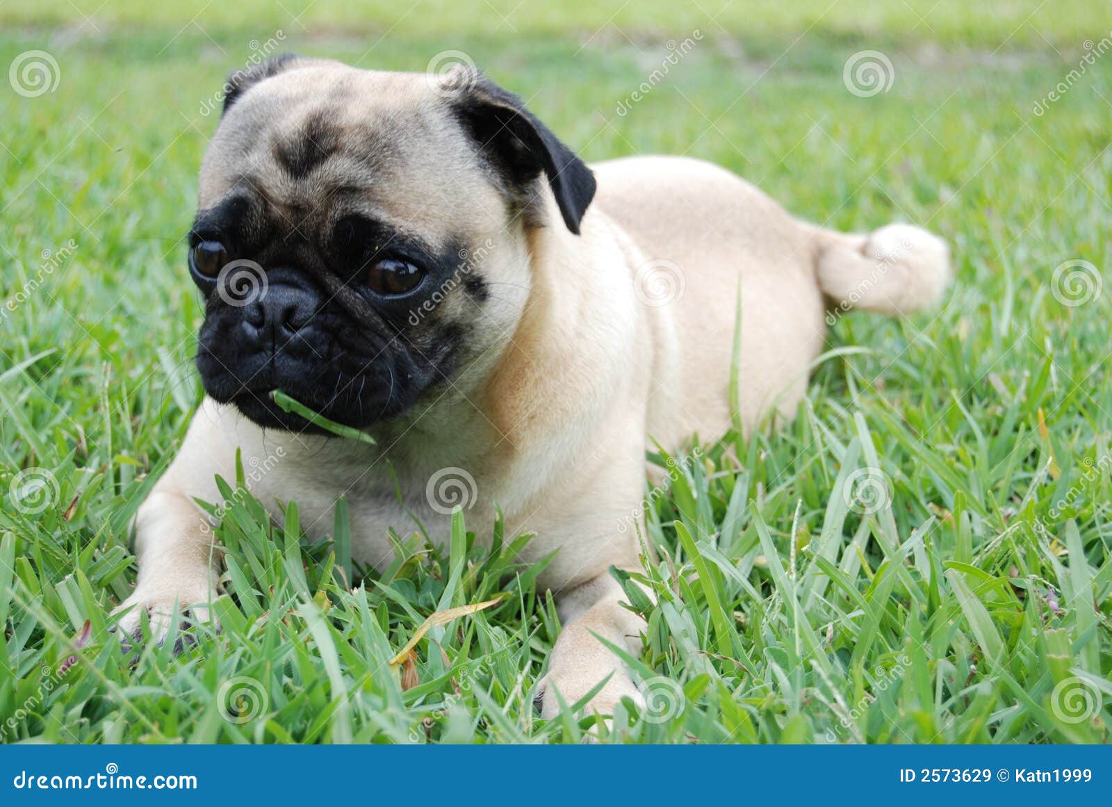 pug-puppy-eating-grass-2573629.jpg