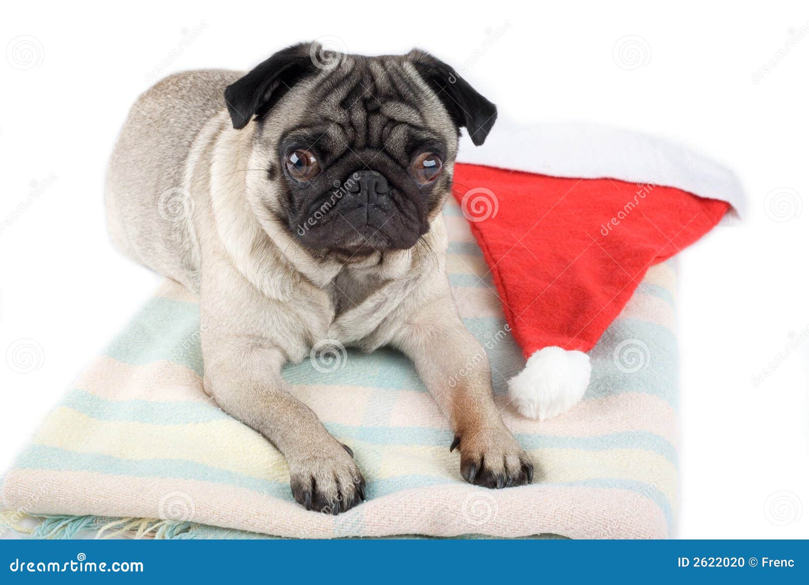 pug santa hat pug and santa hat stock photo image 2622020 pug santa hat pug and santa hat stock photo image 2622020