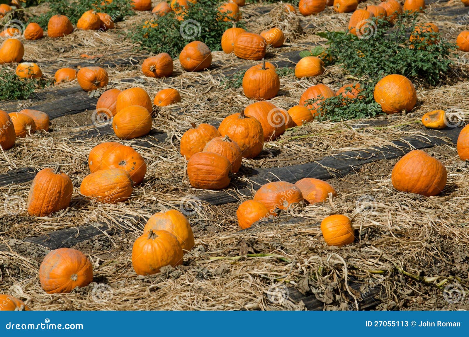 pumpkin patch a strategic management plan Pumpkin patch: a strategic management plan essay 2736 words | 11 pages zealand, australia, the united kingdom and united states it is not easy for pumpkin patch to. pumpkin patch a strategic management plan Pumpkin patch: a strategic management plan essay 2736 words | 11 pages zealand, australia, the united kingdom and united states it is not easy for pumpkin patch to.