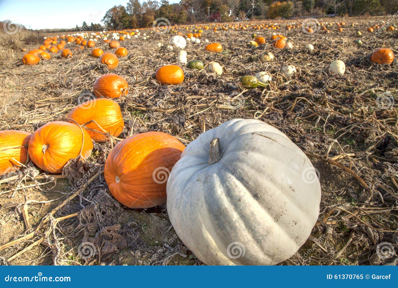 Pumpkin Patch Brooklyn Ny