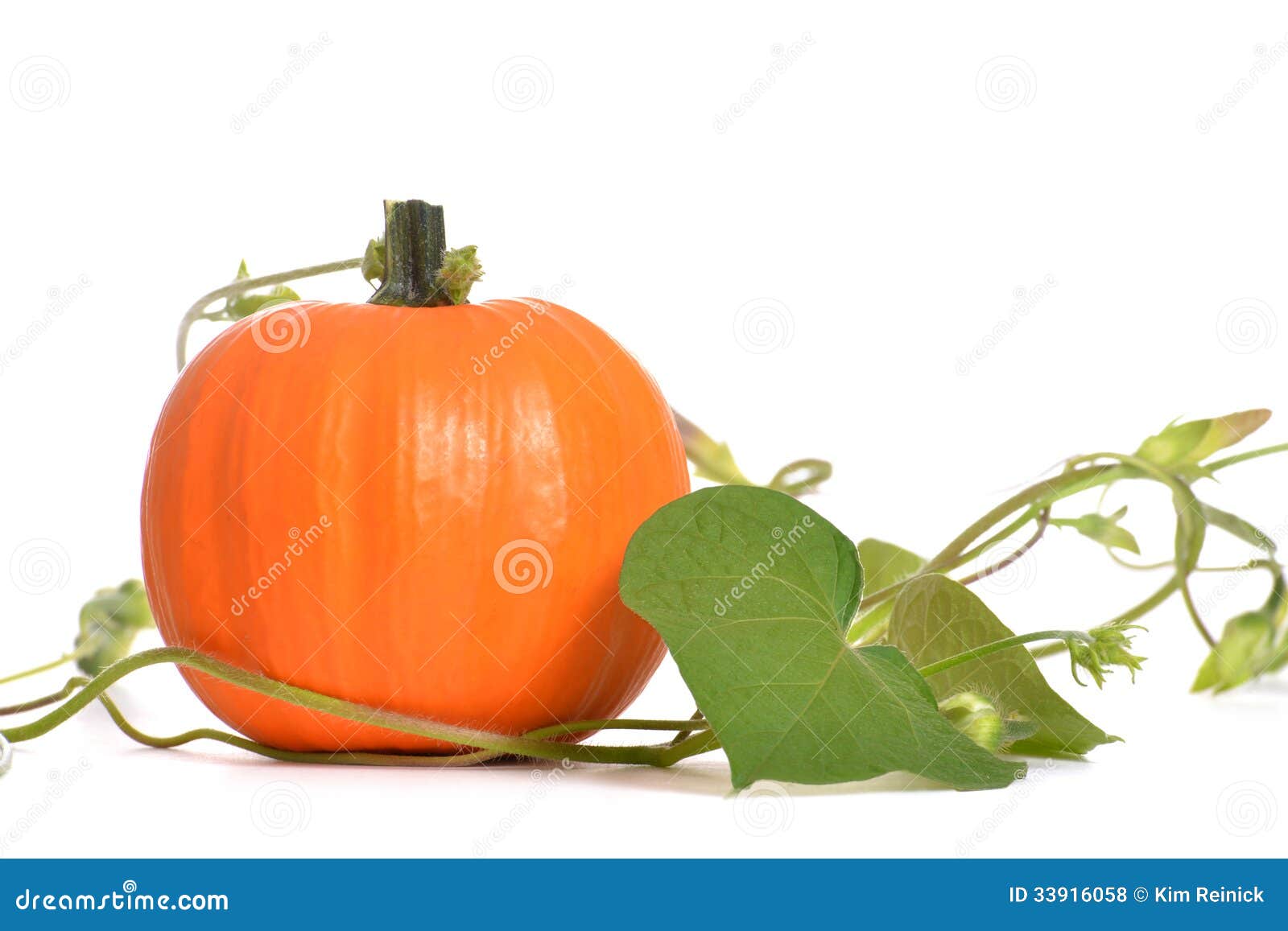 pumpkin vine isolated white background 33916058