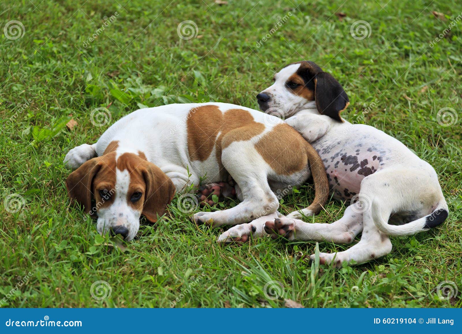 puppies stock photo image 60219104 lang graphics christmas cards