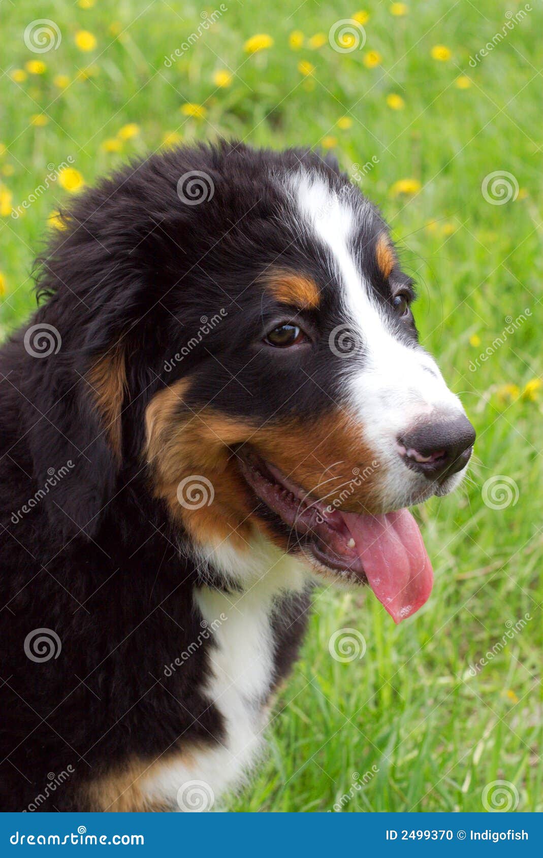 bernese mountain puppies price bernese mountain puppies price 100000 19593781jpg breeds picture bernese mountain puppies price bernese mountain puppies price 100000 19593781jpg breeds picture