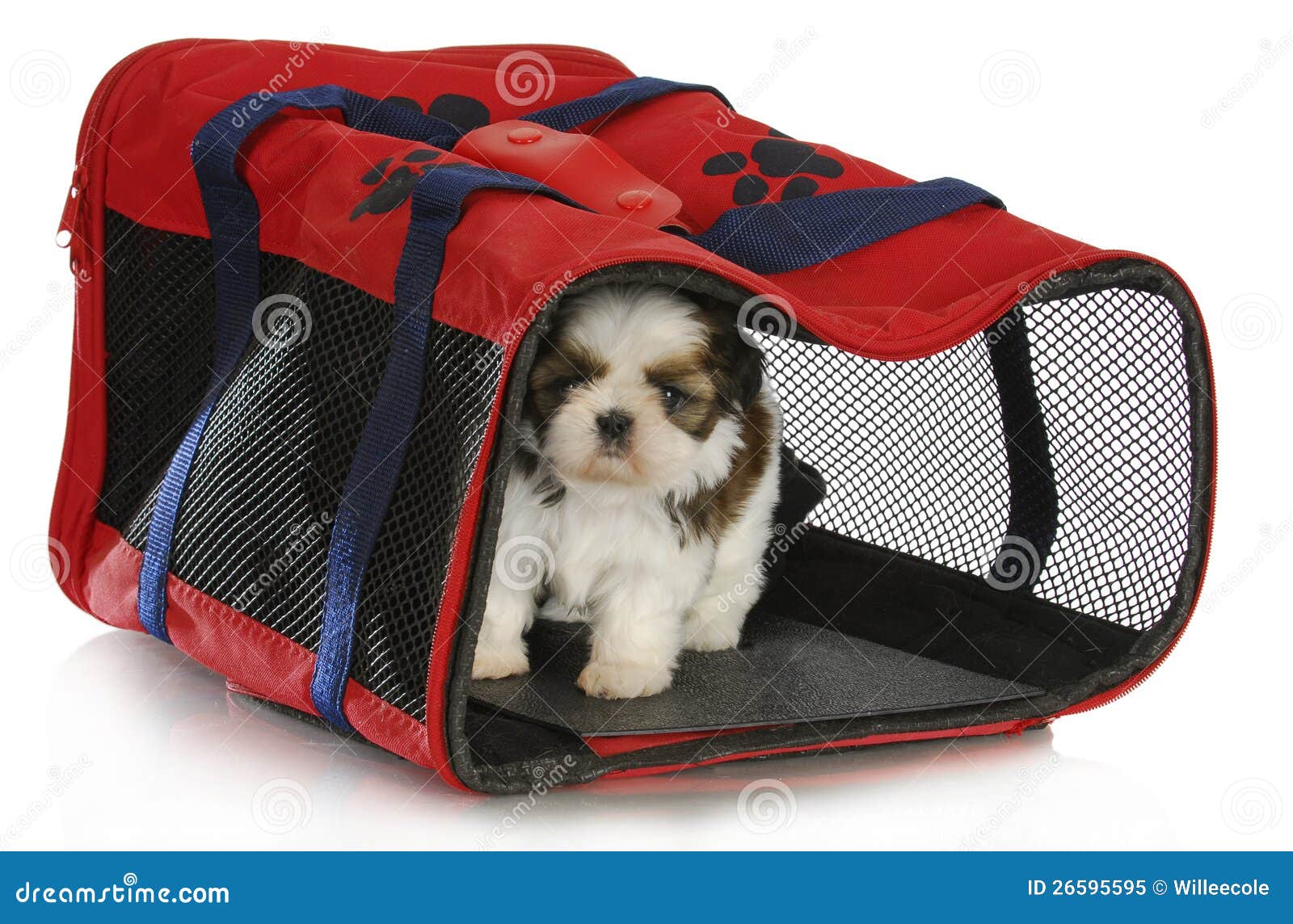 shih tzu carrier puppy carrier royalty free stock photo image 26595595 shih tzu carrier puppy carrier royalty free stock photo image 26595595