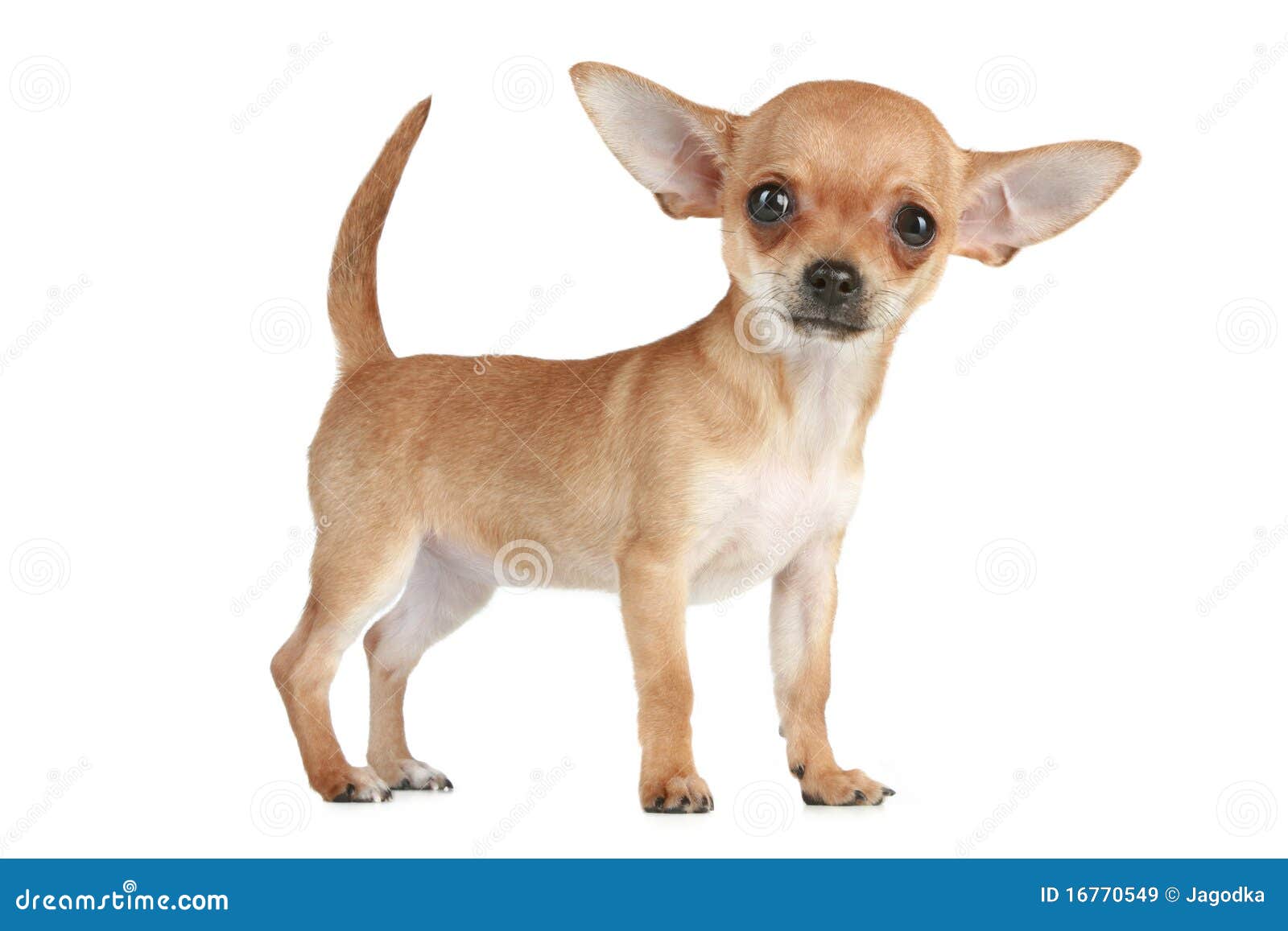 chihuahua puppies for free chihuahua of travel breeds picture chihuahua puppies for free chihuahua of travel breeds picture
