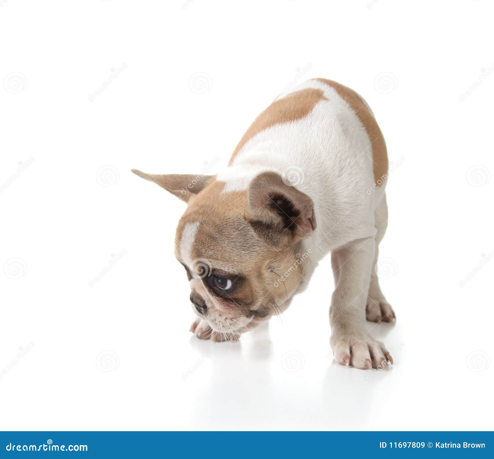 dog sniffing clipart - photo #37