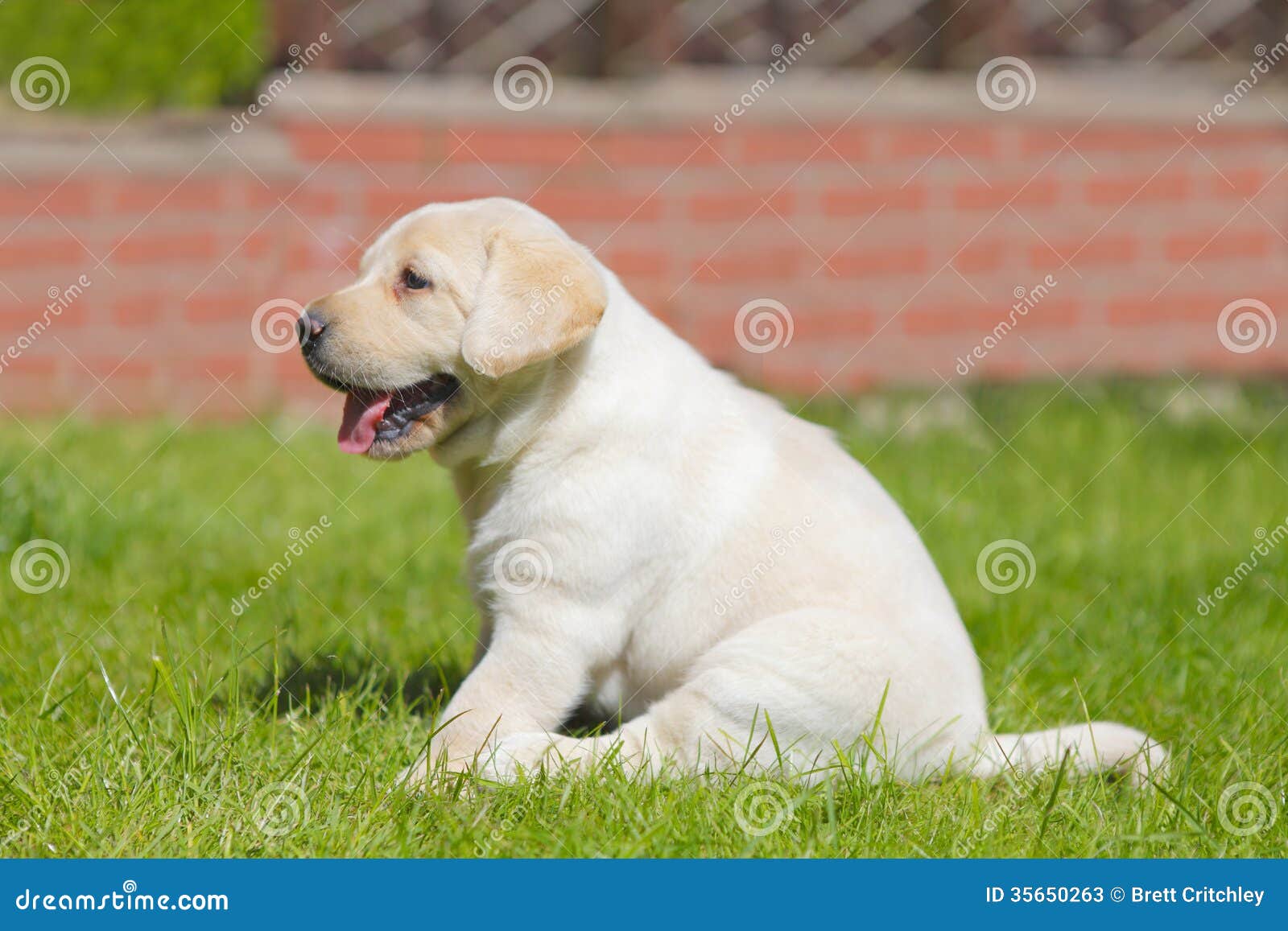 Puppy yellow Labrador dog panting in garden, toilet training.