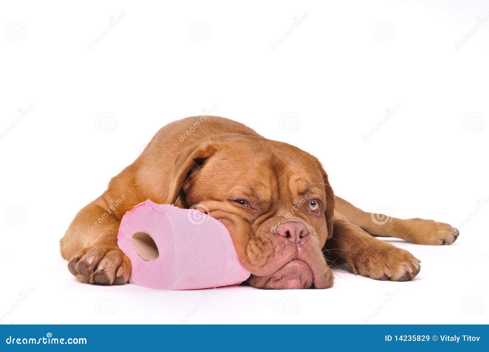 Puppy With Toilet Paper Royalty Free Stock Images - Image: 14235829