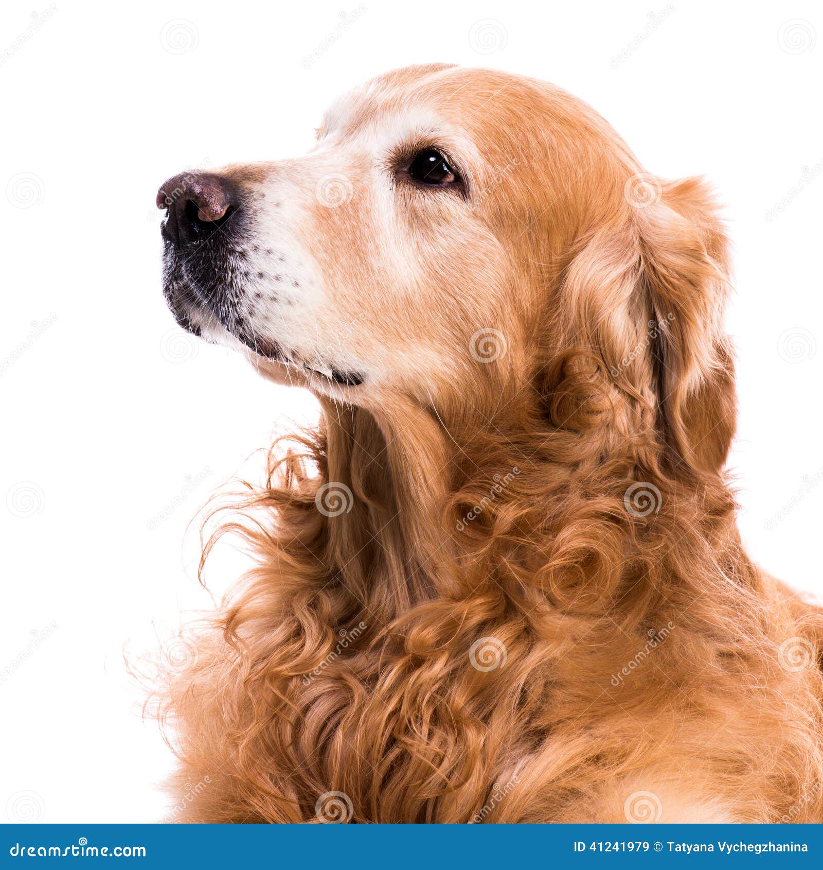 your purebred puppy golden retriever purebred golden retriever stock photo image 41241979 your purebred puppy golden retriever purebred golden retriever stock photo image 41241979