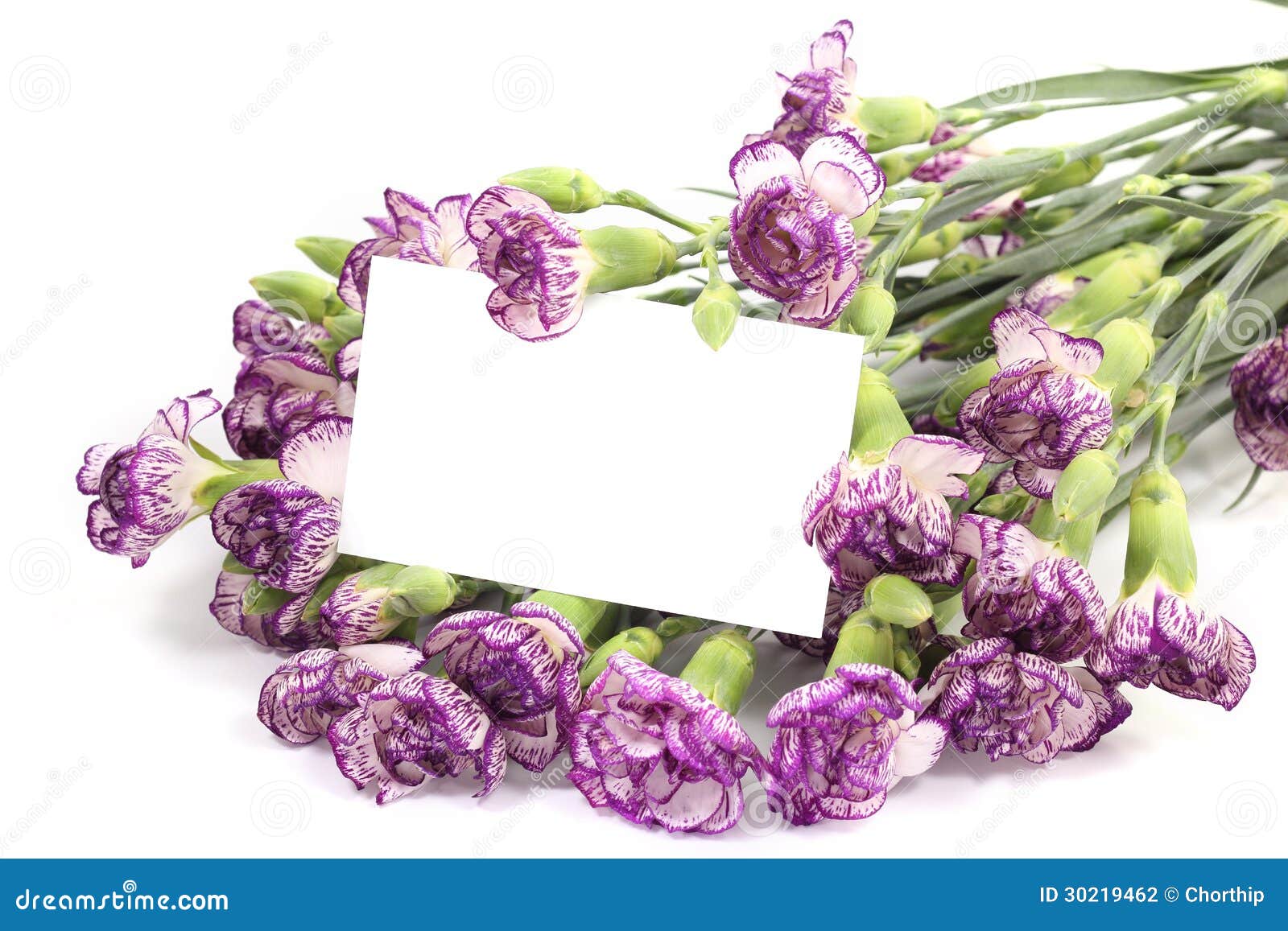 Purple Carnatio...