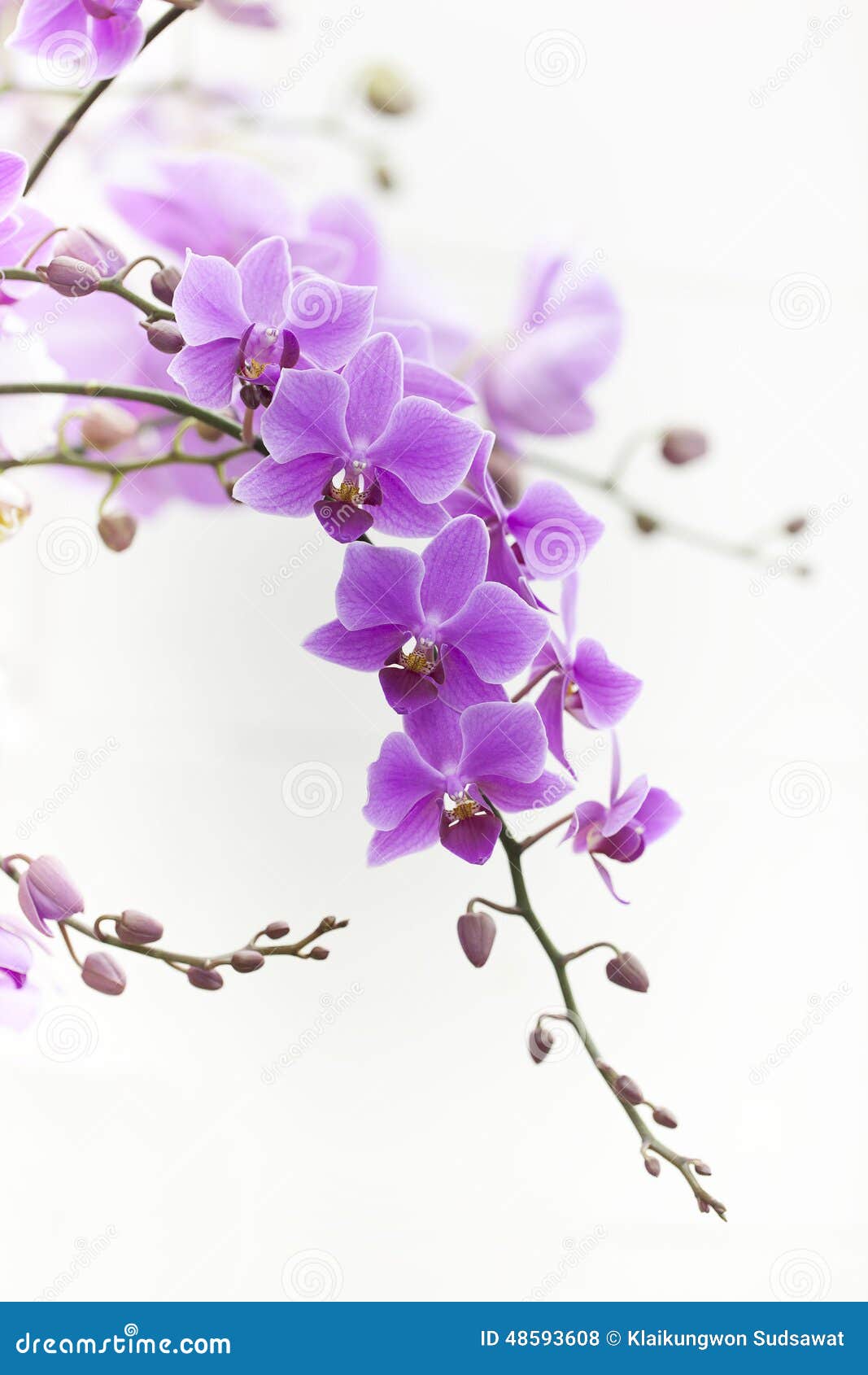 Purple Dendrobium Orchids