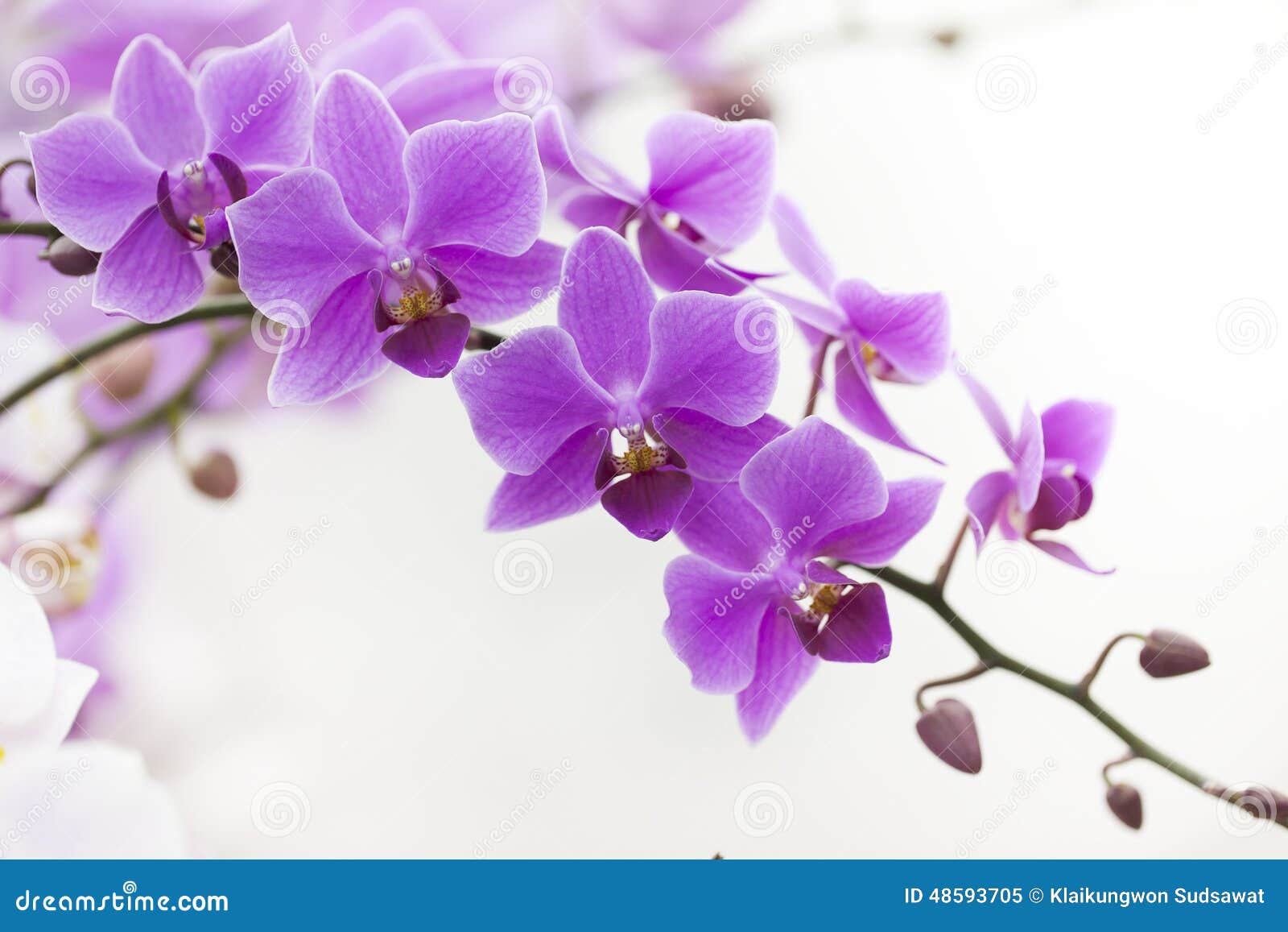 Purple Dendrobium Orchids