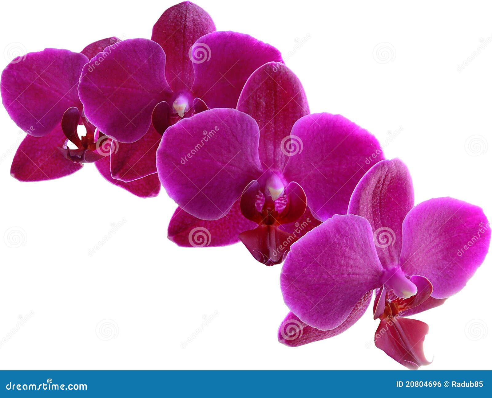 Purple Orchid Clipart