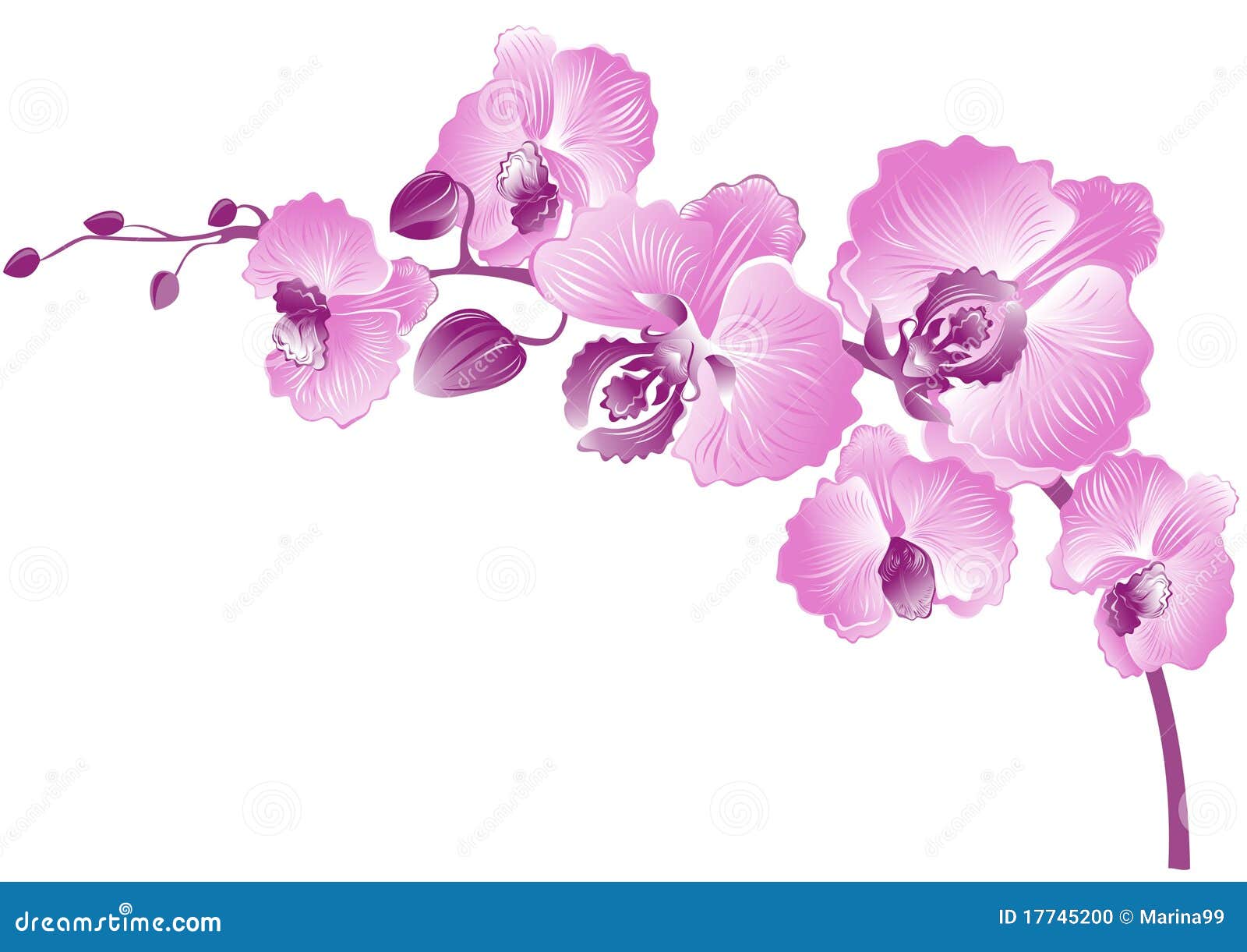 Purple Orchid Clipart