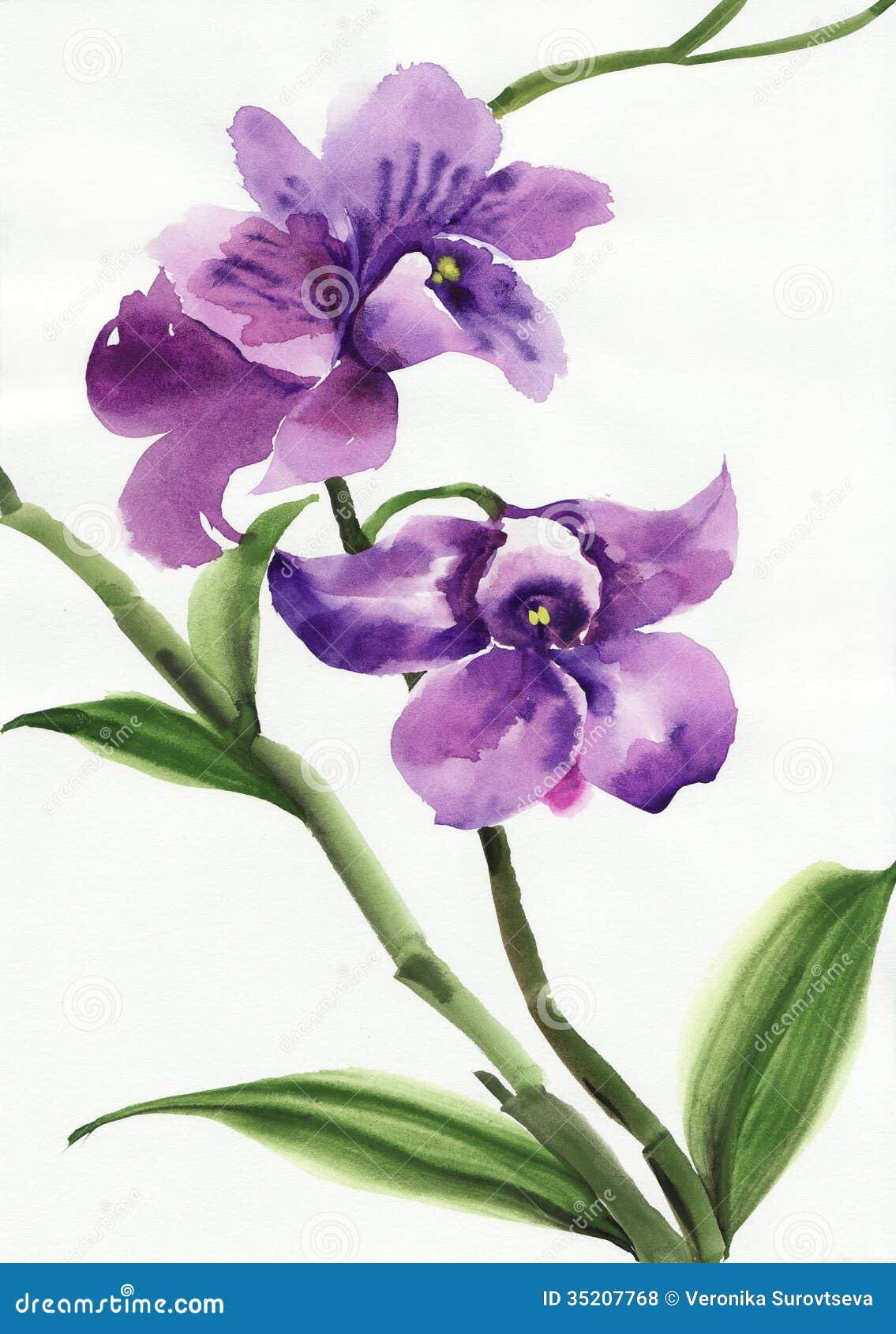 Purple Orchid Drawing