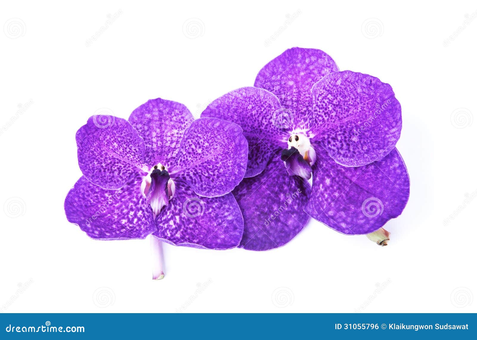Purple Orchid White Background