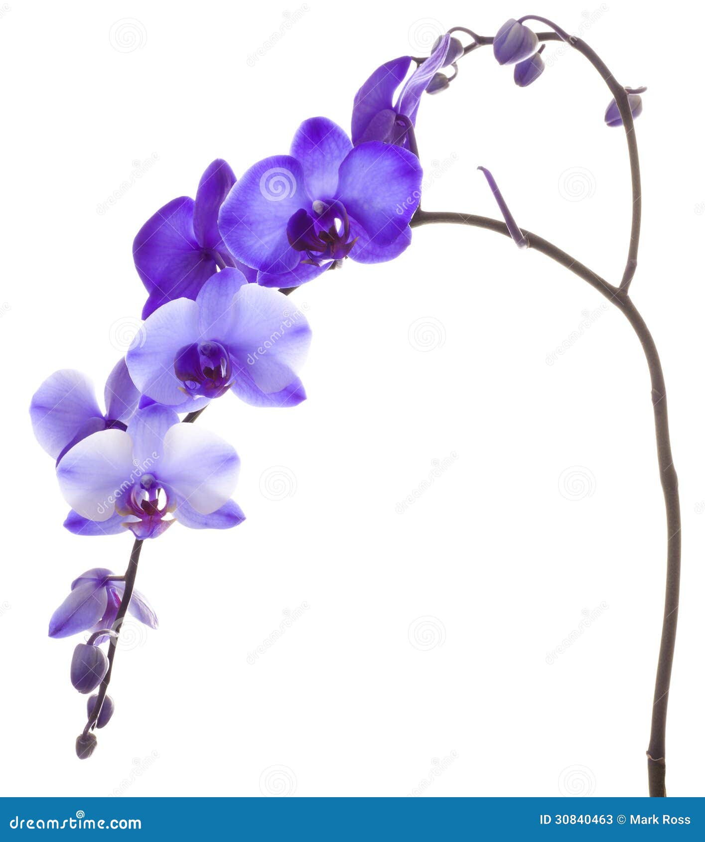 Purple Orchid Background