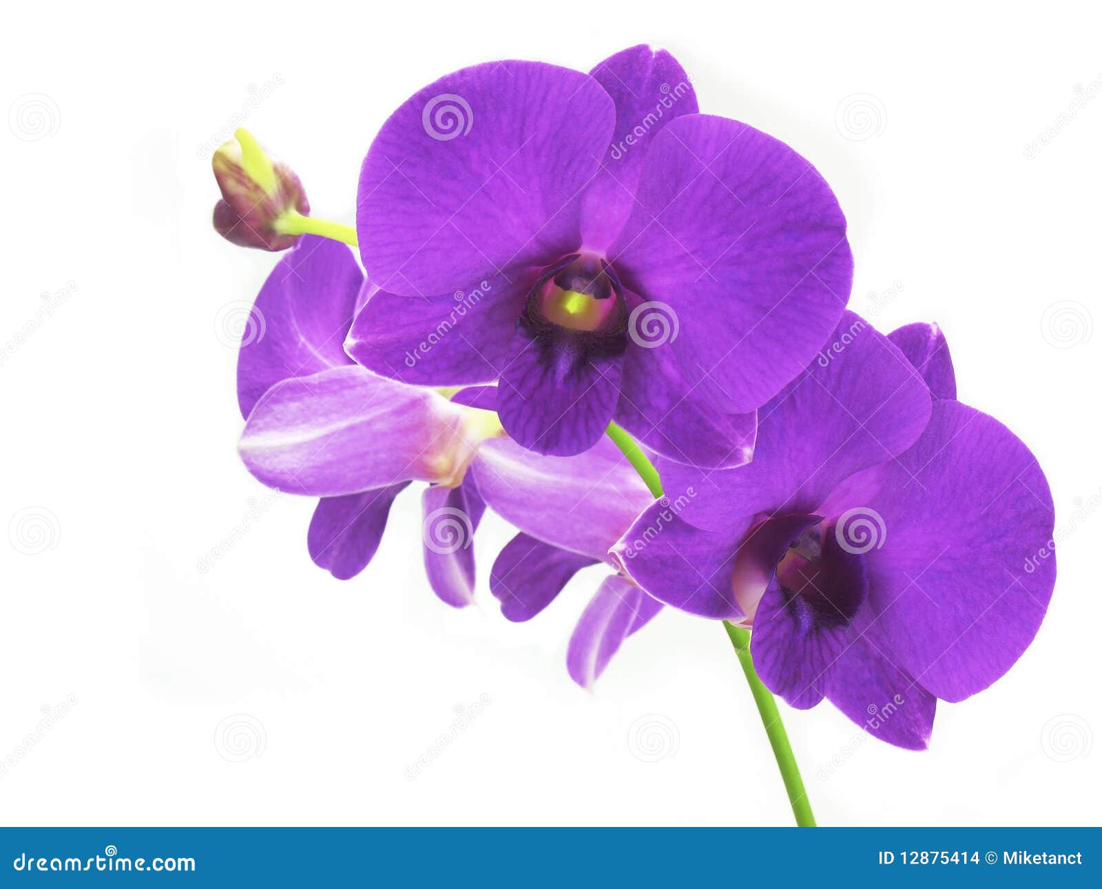 Purple Orchids