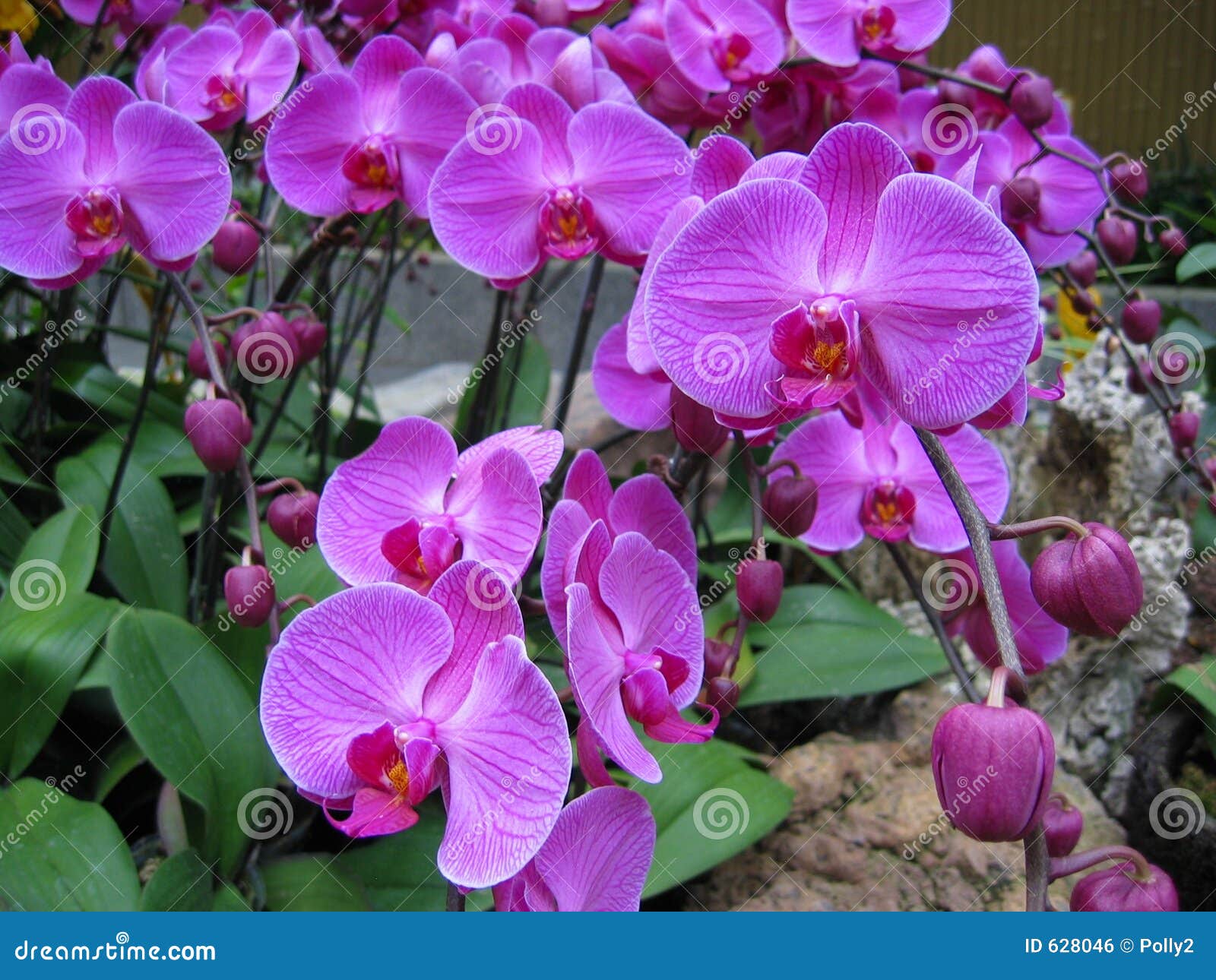 Purple Orchids