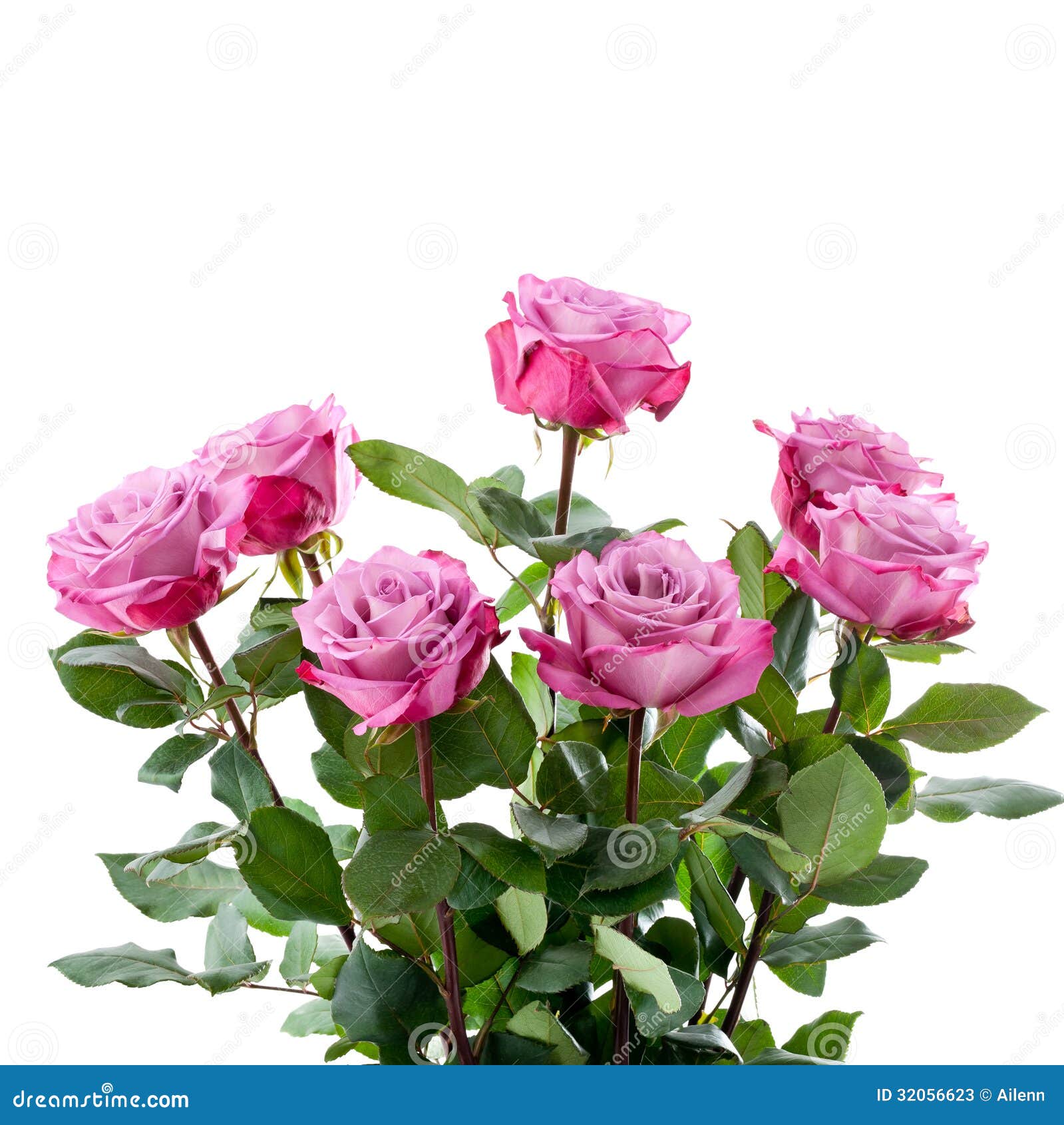 Purple Rose White Background